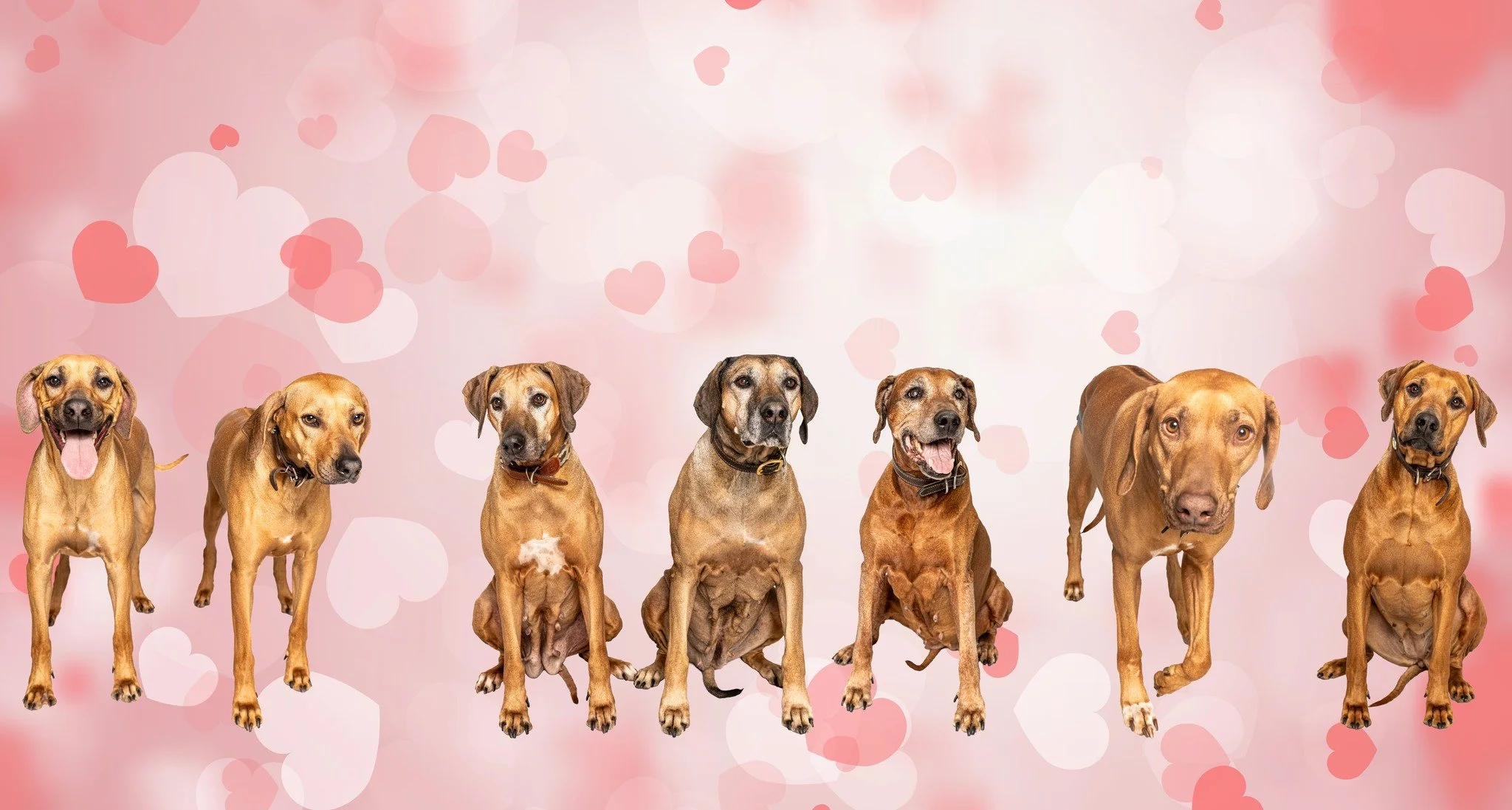 Happy Valentine's Day everyone!  I hope you find the time to spend with the ones you love.

#photographer #photosession #kwawesome #miniphotosession #pets #dogsofinstagram, #dogstagram, #dogphotography, #dogphotography #dogoftheday, #dogmodel, #dogpo