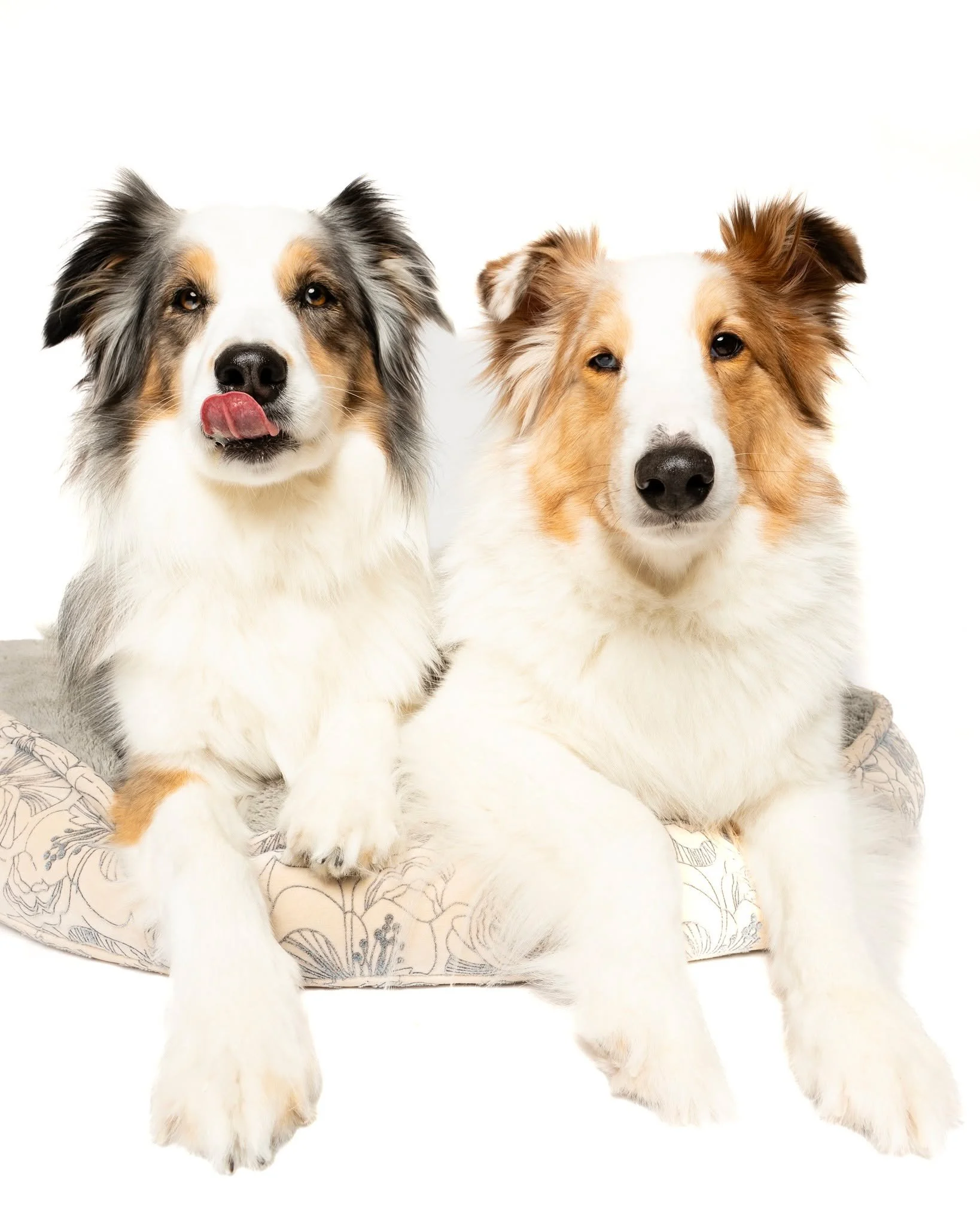 Some more of friends. 

#photographer #photosession #kwawesome #miniphotosession #pets #dogsofinstagram, #dogstagram, #dogphotography, #dogphotography #dogoftheday, #dogmodel, #dogportrait, #doglife, #puppylove, #instadog, #bestwoof @andinotimetopaws