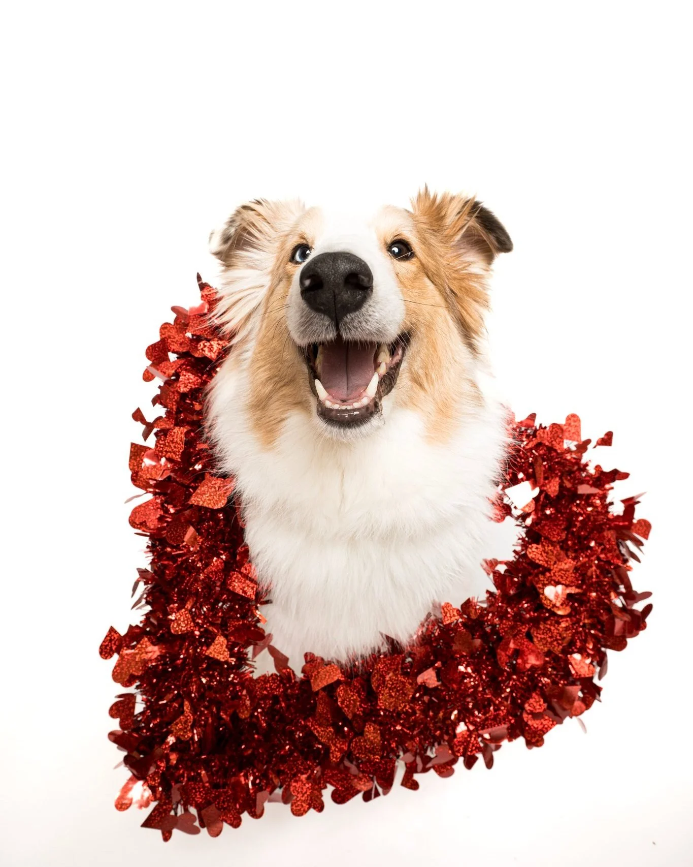 Happy early Valentine's Day from Garth! Don't forget to buy something for your honey!

#photographer #photosession #kwawesome #miniphotosession #pets #dogsofinstagram, #dogstagram, #dogphotography, #dogphotography #dogoftheday, #dogmodel, #dogportrai