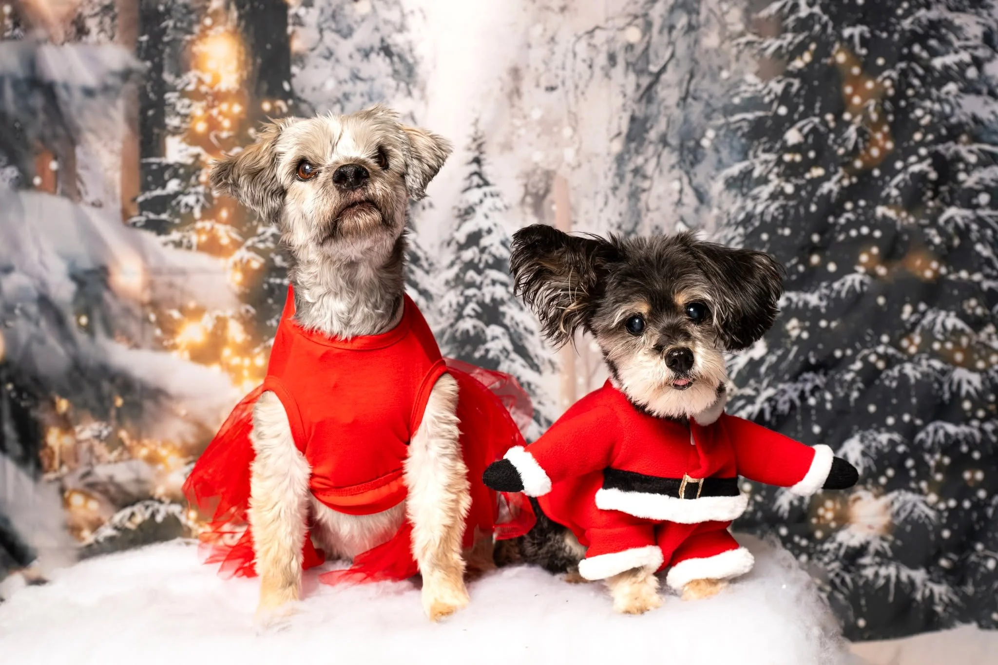 Little Bear and Dougie want to wish you all a safe and happy holidays!

#holidaypetphotos #photographer #photosession #kwawesome #miniphotosession #pets #christmas