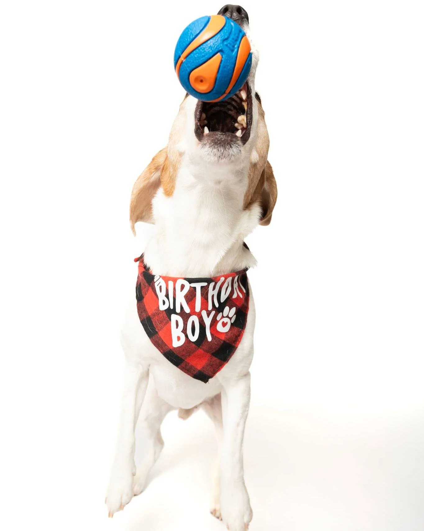Mose the birthday boy having a bit of fun during his shoot.

#photographer #photosession #kwawesome #miniphotosession #pets #dogsofinstagram, #dogstagram, #dogphotography, #dogphotography #dogoftheday, #dogmodel, #dogportrait, #doglife, #puppylove, #