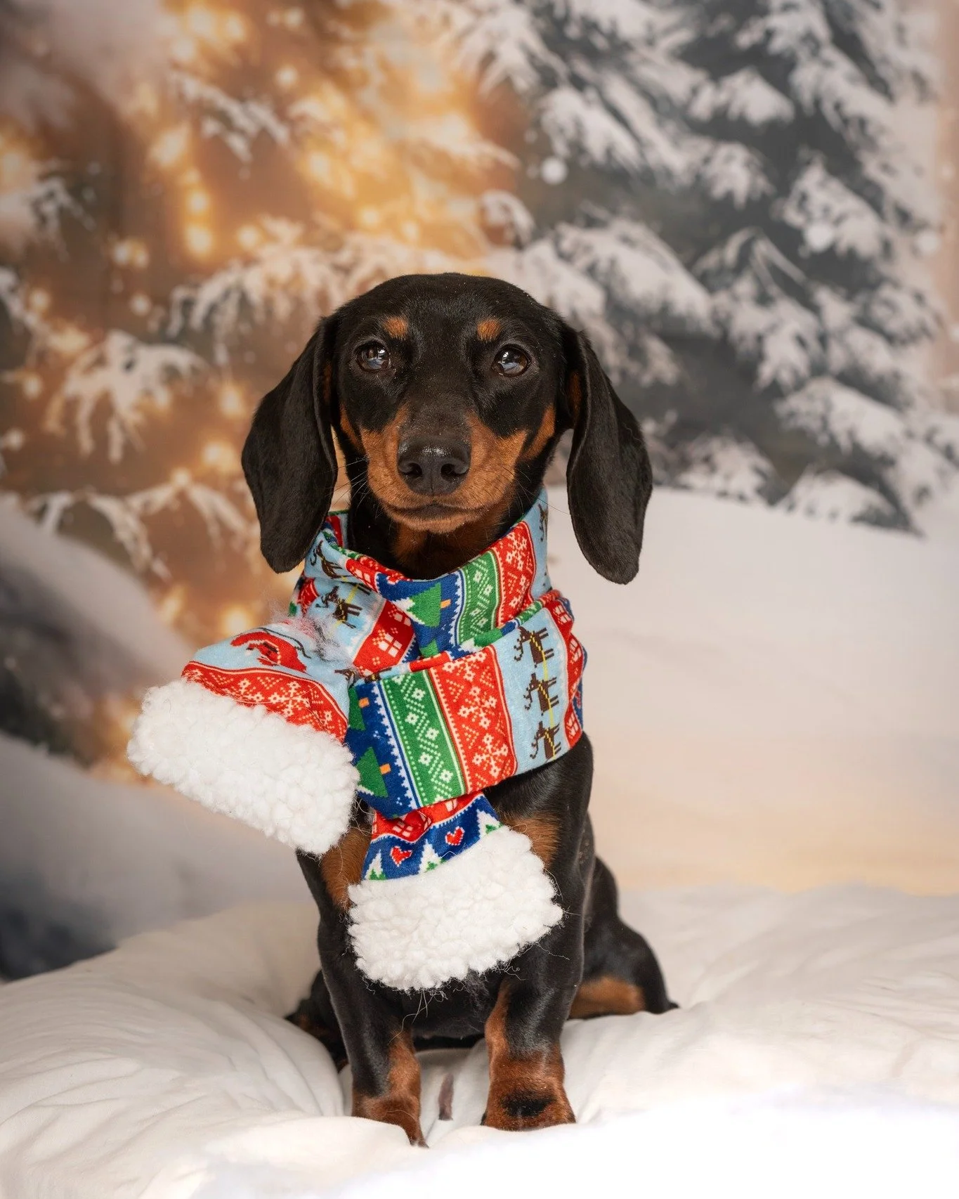 Slinky and Bullseye wish you 'Merry Christmas!'

#holidaypetphotos #photographer #photosession #kwawesome #miniphotosession #pets #christmas #dachshund #stbernards