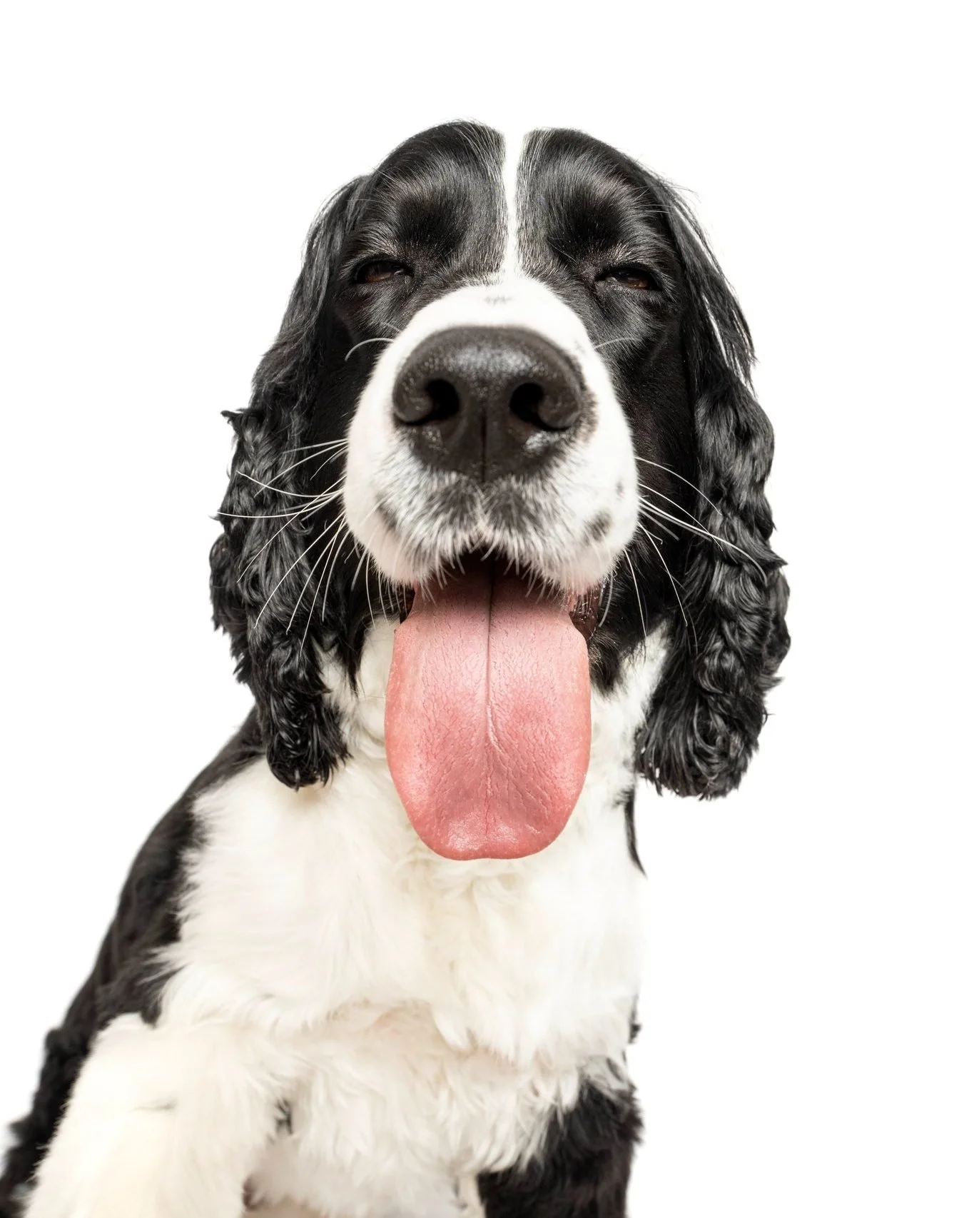 Mr Macaroni is one of my favourite subjects.  I love when he stops in for a visit.  And for some reason lately I have been obsessed with the white backgrounds.

#photographer #photosession #kwawesome #miniphotosession #pets #dogsofinstagram, #dogstag