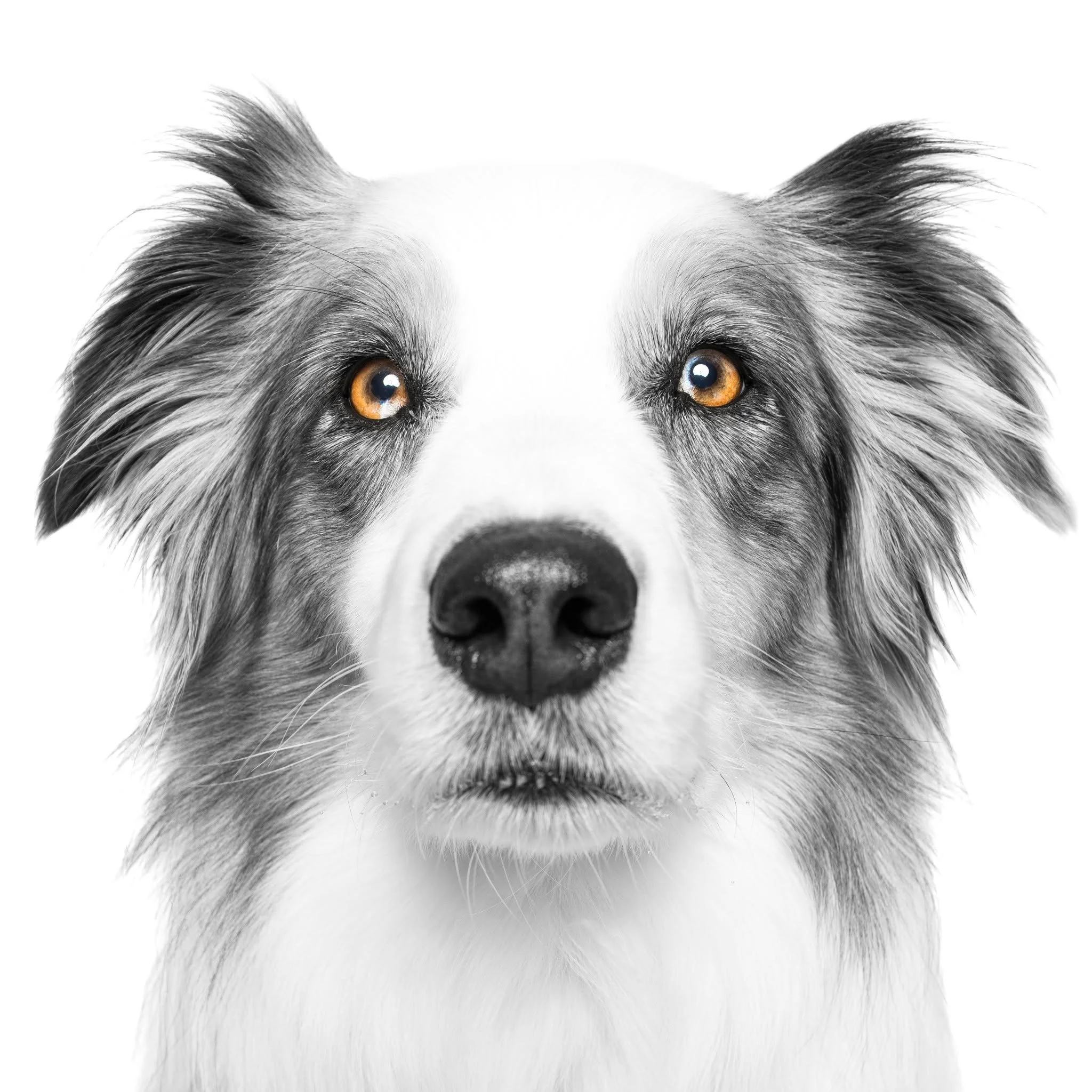 Miss Piper!  Her gorgeous eyes deserve their own post.

#photographer #photosession #kwawesome #miniphotosession #pets #dogsofinstagram, #dogstagram, #dogphotography, #dogphotography #dogoftheday, #dogmodel, #dogportrait, #doglife, #puppylove, #insta