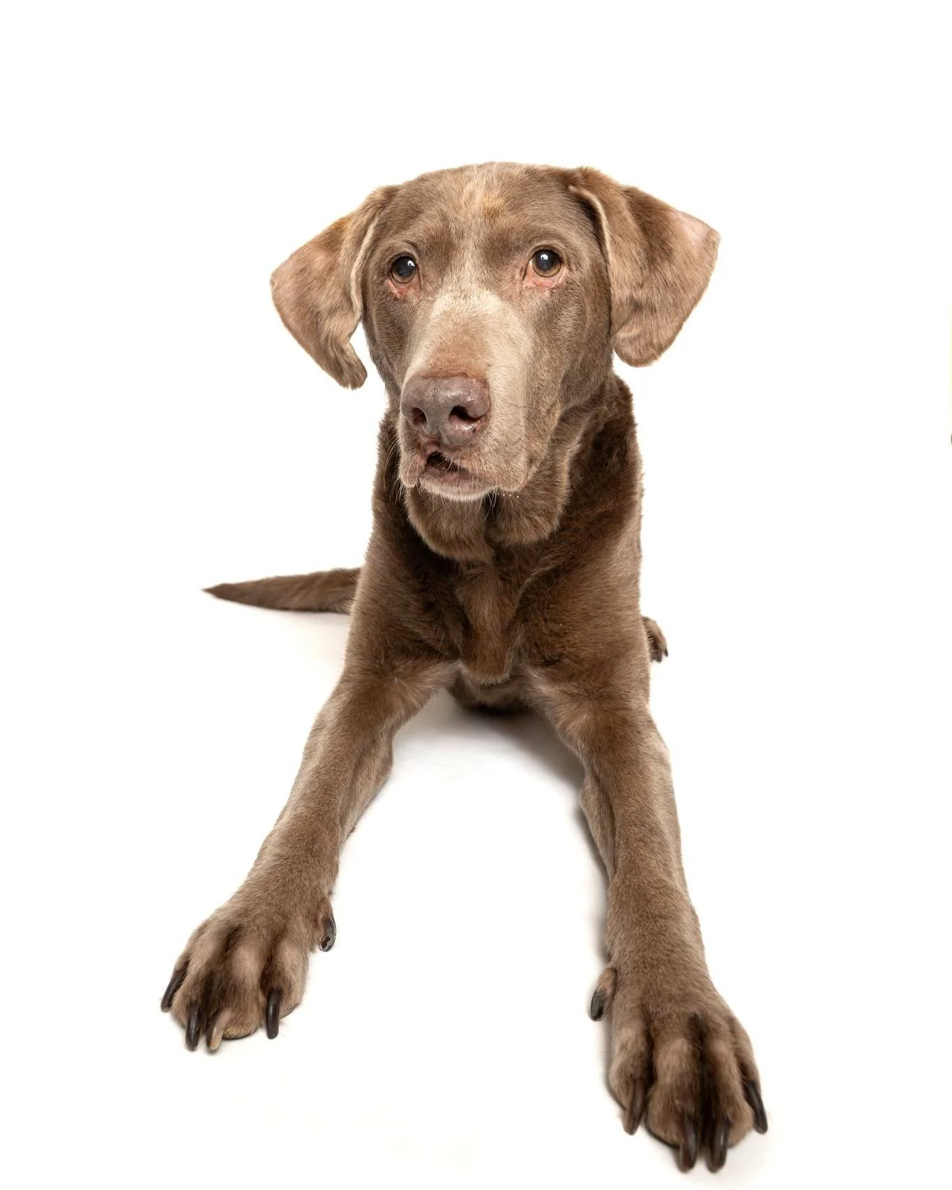 Happy birthday Newton! She just turned 12.

#photographer #photosession #kwawesome #miniphotosession #pets #dogsofinstagram, #dogstagram, #dogphotography, #dogphotography #dogoftheday, #dogmodel, #dogportrait, #doglife, #puppylove, #instadog, #bestwo