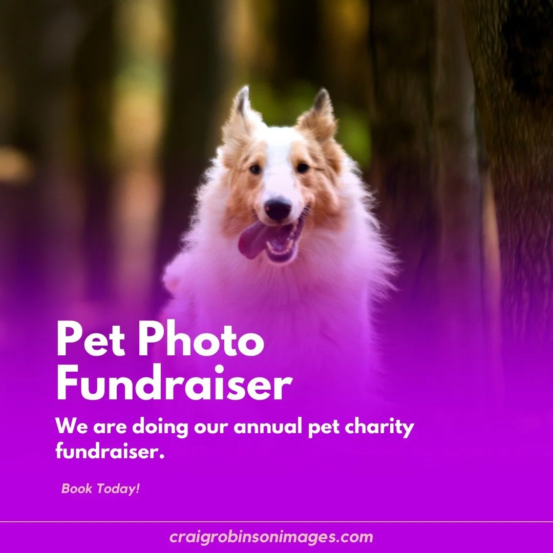 @andinotimetopaws and myself are doing a pet charity fundraiser again in 2026.  This year we are raising money for 2 local pet charities, Happy's Place Senior Dog Rescue, and Pet Patrol Cat Rescue.  Book a photo session between March 14 and May 10, a