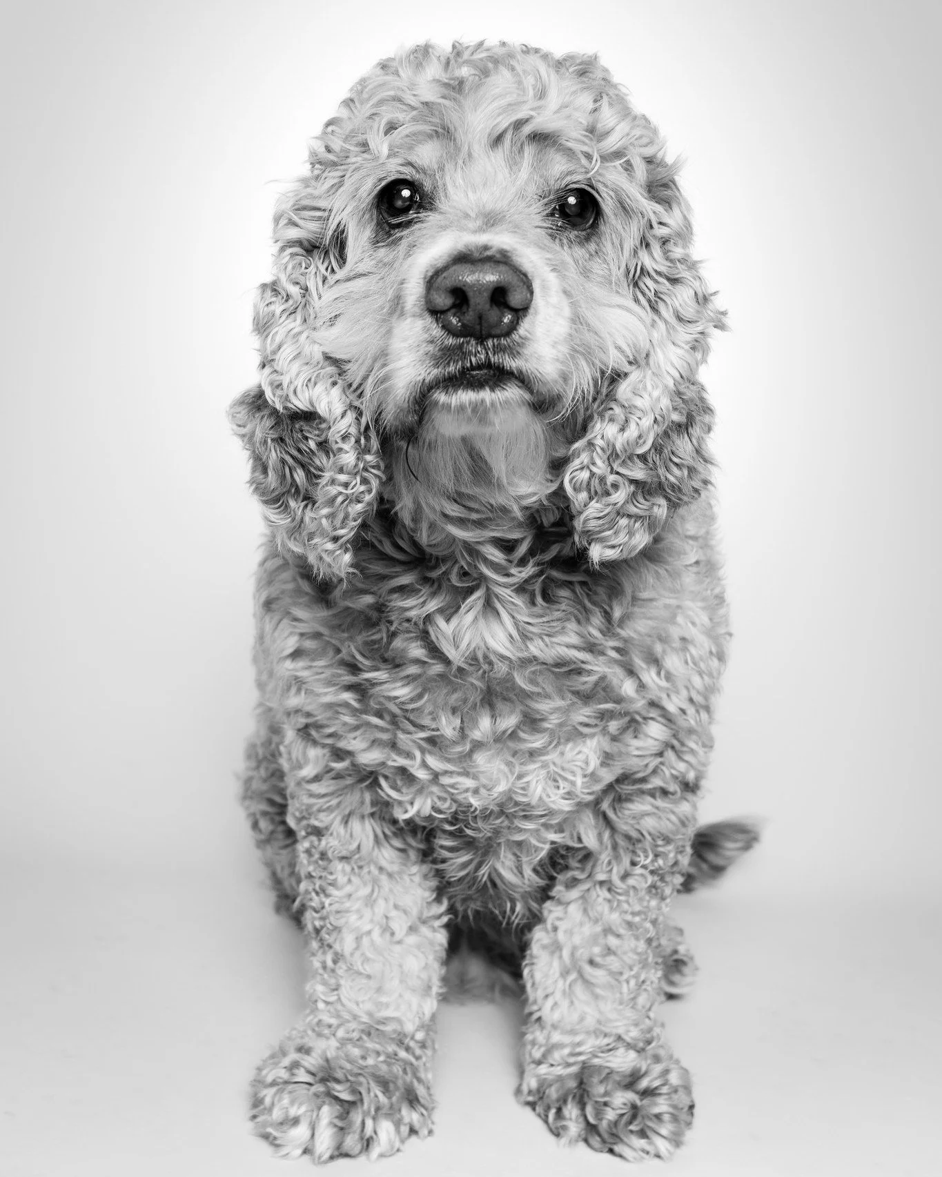 Tanner lending a hand to our 2026 Pet Photo Fundraiser.  I thought he was particularly handsome in monochrome. 

@andinotimetopaws and myself are doing a pet charity fundraiser again in 2026.  This year we are raising money for 2 local pet charities,