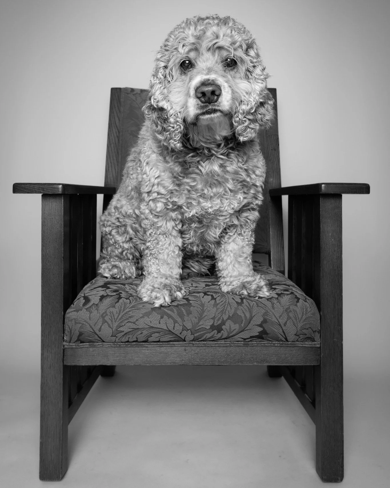 More of Mr. Tanner lending a hand to our 2026 Pet Photo Fundraiser.  Tanner is a  rescue himself, and when I asked him, he said he was very grateful that we are raising money for 2 pet rescue organizations this year.

@andinotimetopaws and myself are