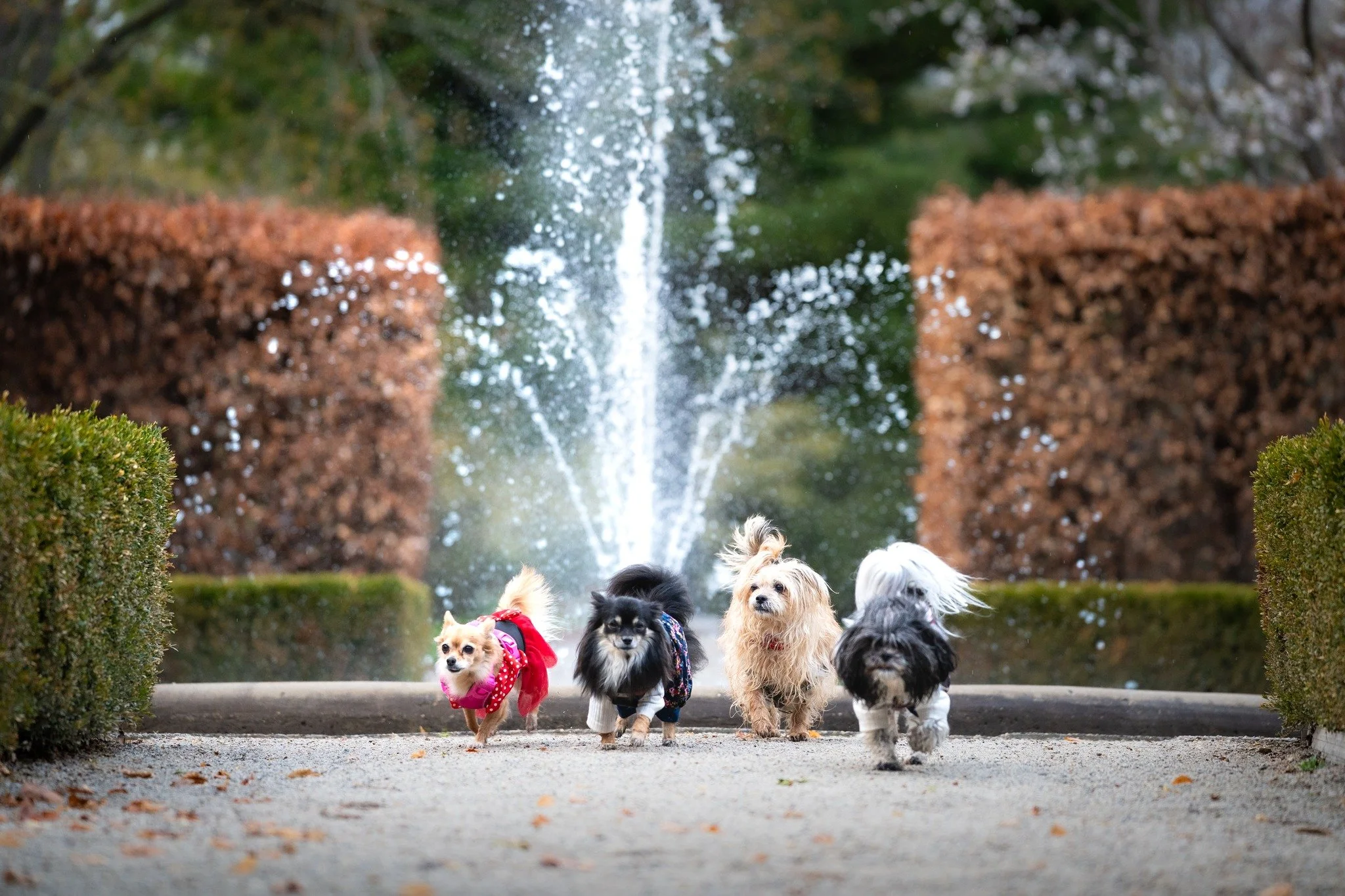 What a fun location to shoot this outdoor session with the crew. Have a great long weekend everyone!

@andinotimetopaws and myself are doing a pet charity fundraiser again in 2026. There are just a couple of w@thesoftpawlifewithkarly  session and get