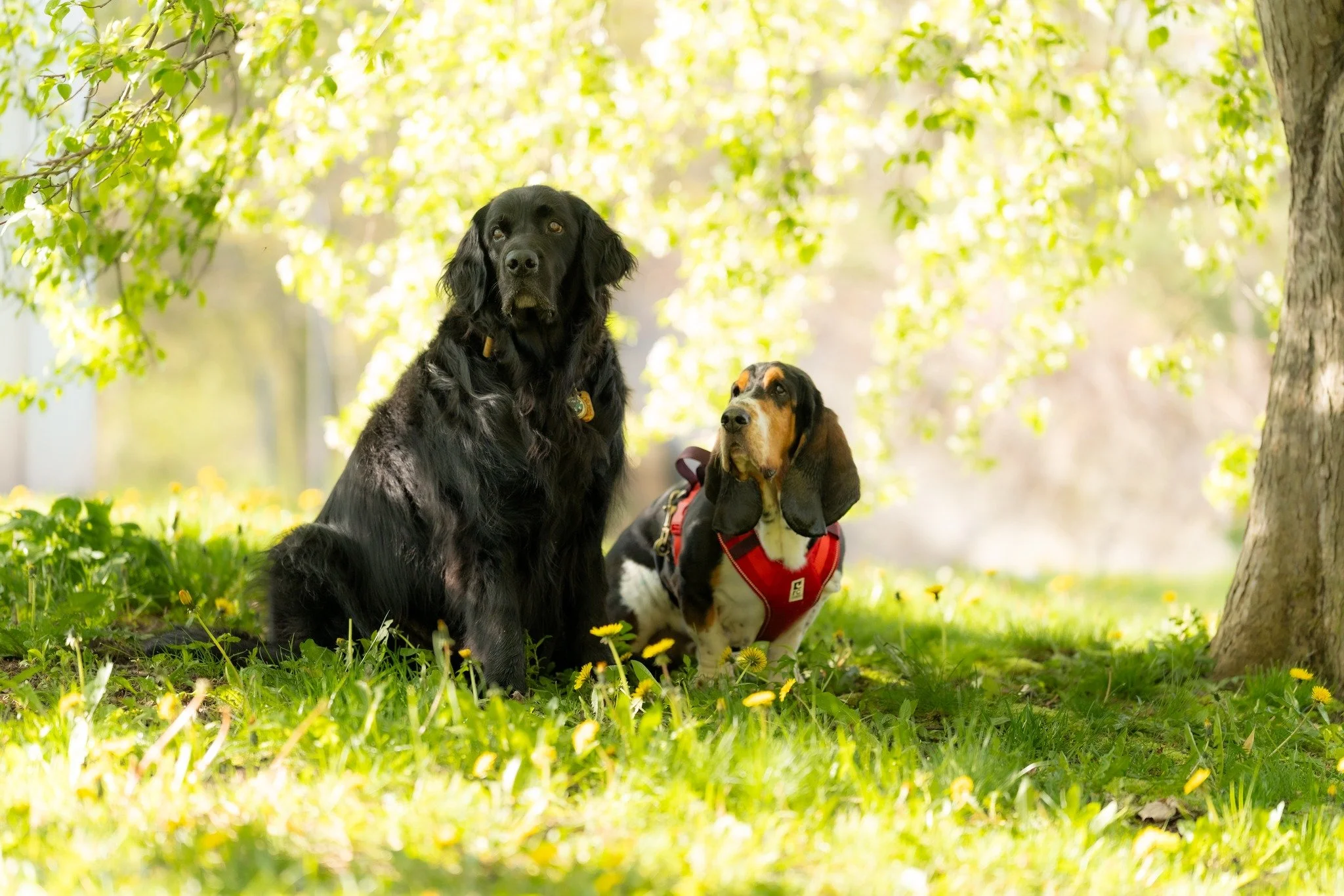 I love this location. We found just enough tree blooms and sunshine to make an amazing background and frame up Groot and Winston on a spring morning.

@andinotimetopaws and myself are doing a pet charity fundraiser again in 2026. There are just a cou