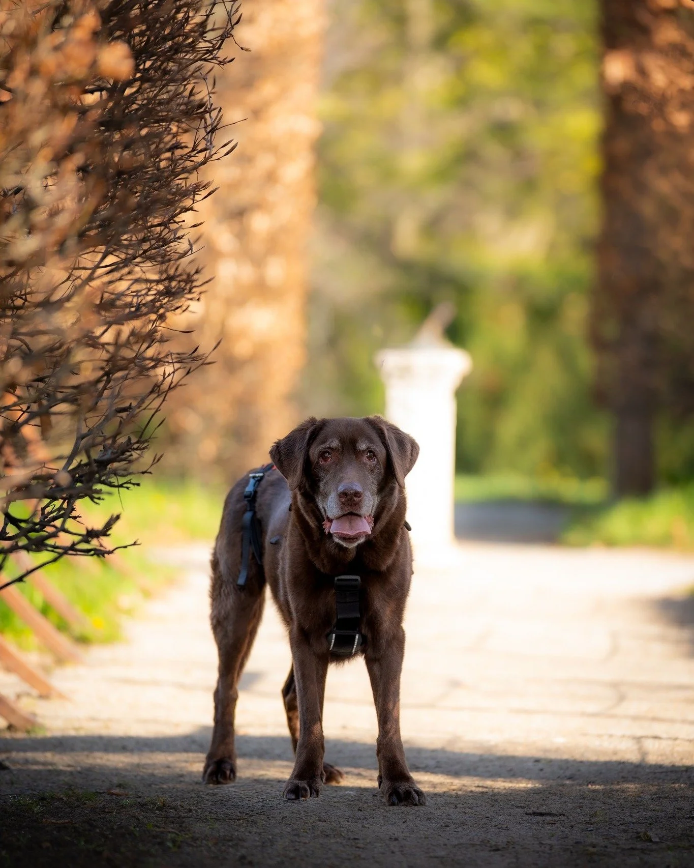 Meet Ares!

@andinotimetopaws and myself are doing a pet charity fundraiser again in 2026. There are just a couple of weeks left to book a  session and get the special pricing.  This year we are raising money for 2 local pet charities, Happy's Place 