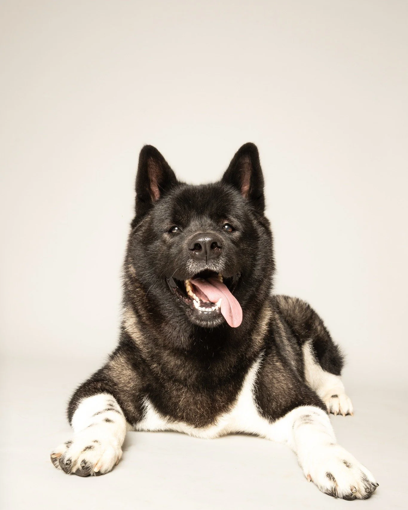 @Meet Nyssa.  Nyssa is a 2 yr old American Akita and her and her roommate stopped in for a session.  I had no idea that an Akita could be so big.  Both Nyssa and her brother are the size of bears, and as sweet as teddy bears.

@andinotimetopaws and m