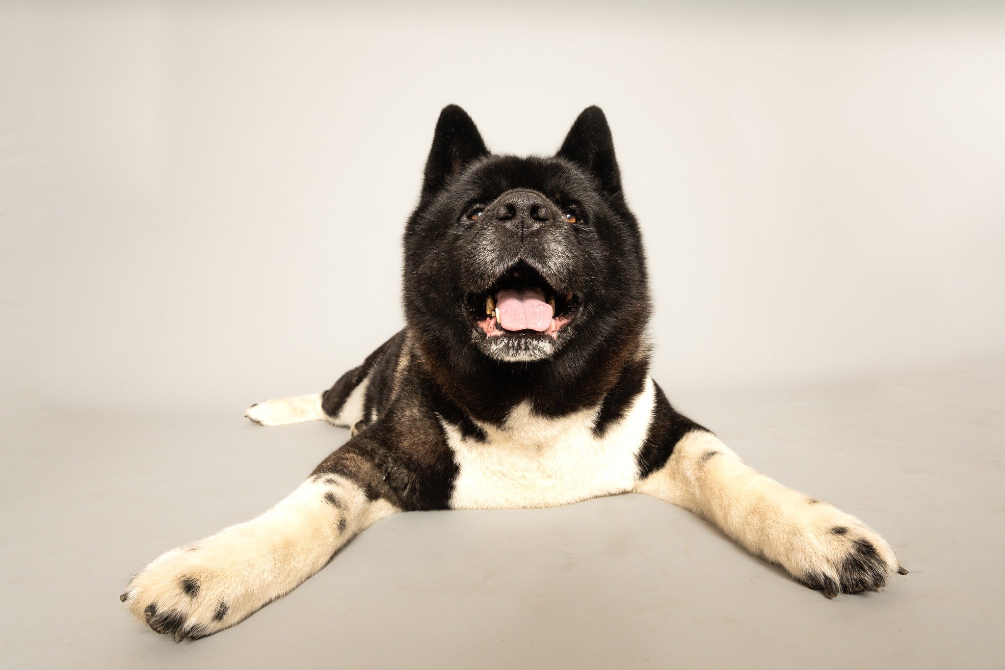 Meet Oliver,  Nyssa's roommate, and even larger than her.  Basically a huge cuddly bear.

@andinotimetopaws and myself are doing a pet charity fundraiser again in 2026 and we are very close to being finished now. We are very close to the $2000 target