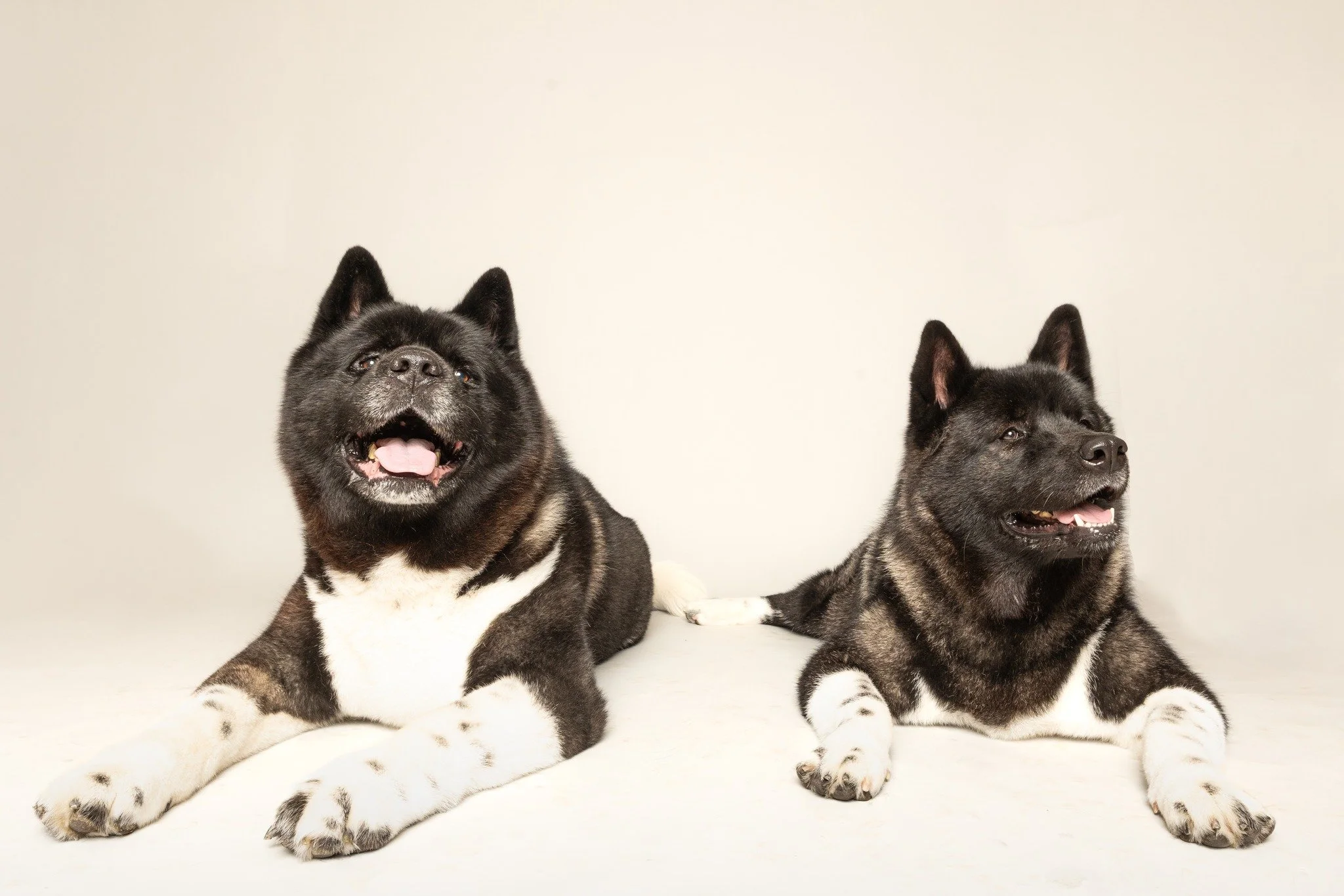 Oliver and Nyssa just chillin for their photoshoot.

@andinotimetopaws and myself are doing a pet charity fundraiser again in 2026 and we are very close to being finished now. We are very close to the $2000 target for  2 local pet charities, Happy's 
