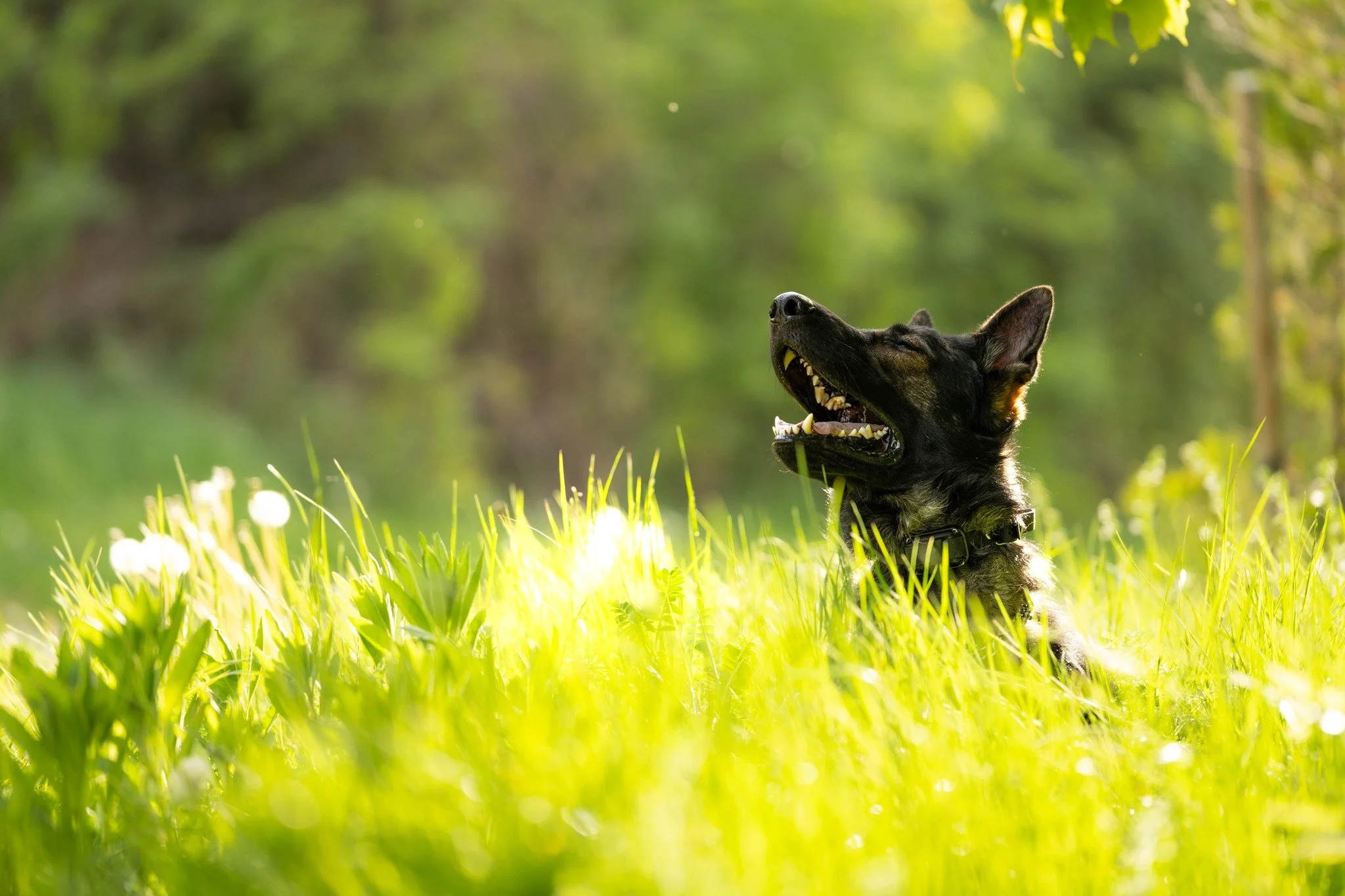 You know how sometimes you can just see happiness in a dog's body language and demeanour.  We did an outdoor shoot with Tycho, and found a few nice spots that were quite close to his home, and got some amazing images of him.  Thank you Tycho and your