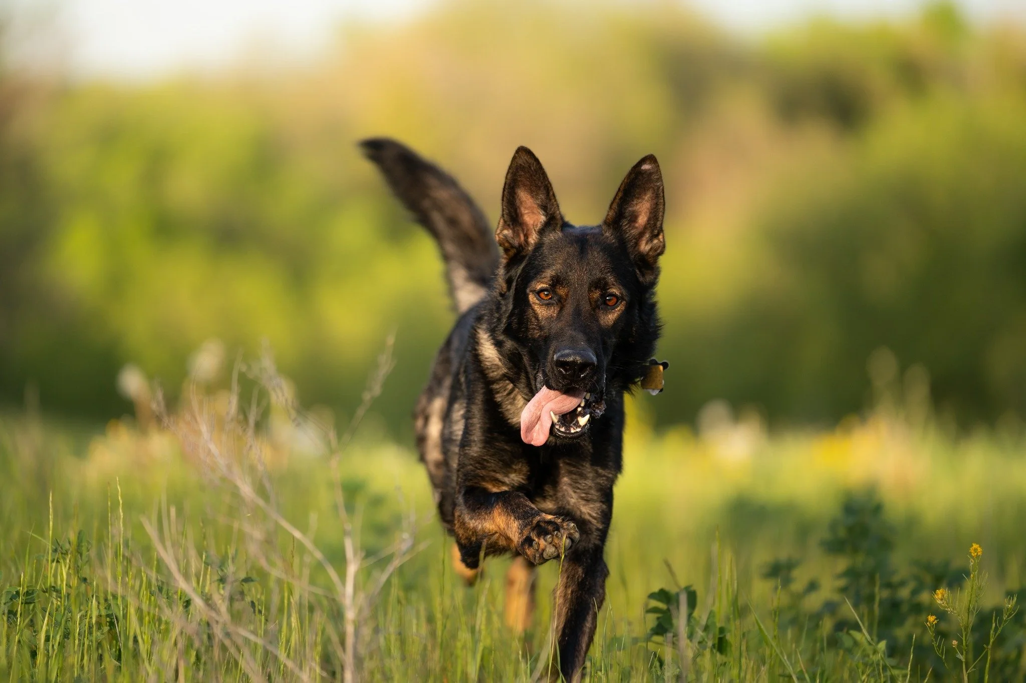 Tycho crushed these action shots.  What a super model he is!

@andinotimetopaws and myself are doing a pet charity fundraiser again in 2026 and we are very close to being finished now. We are very close to the $2000 target for  2 local pet charities,