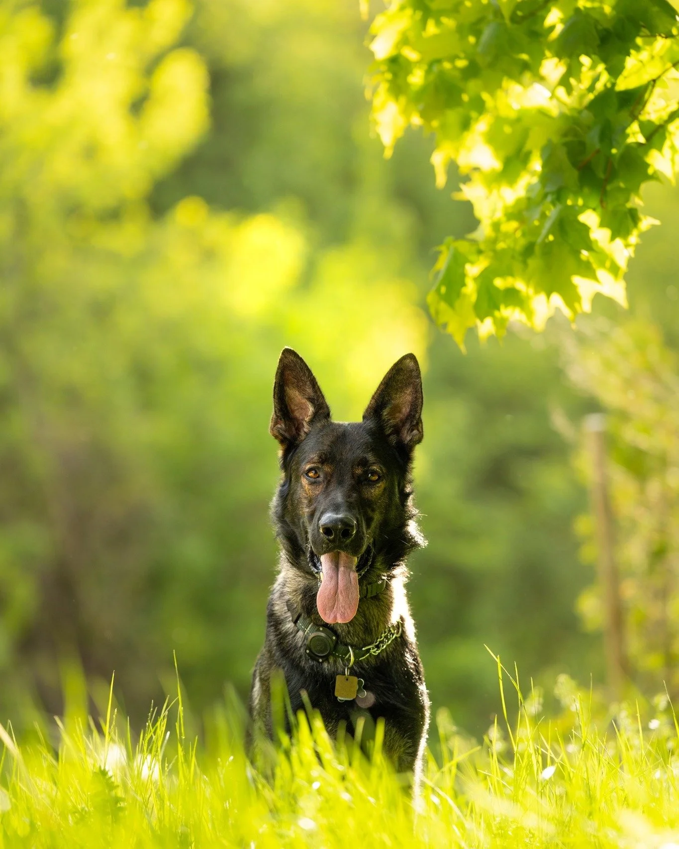 One last image of gorgeous Tycho.

@andinotimetopaws and myself are doing a pet charity fundraiser again in 2026 and we are very close to being finished now. We are very close to the $2000 target for  2 local pet charities, Happy's Place Senior Dog R