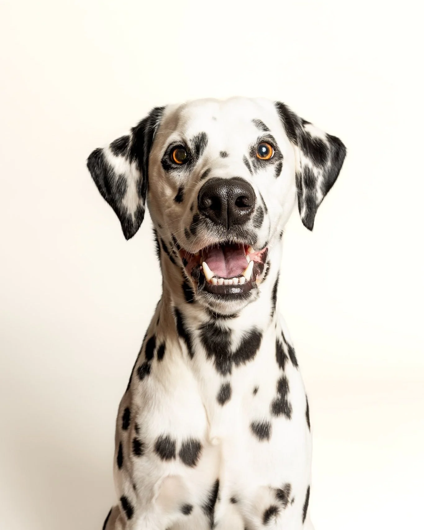 Can a dog smile?  I think that Axle does.  He has that sort of Disney-like smile which amps up his cuteness.  So happy to shoot him for a second time.

@andinotimetopaws and myself are doing a pet charity fundraiser again in 2026 and we are very clos