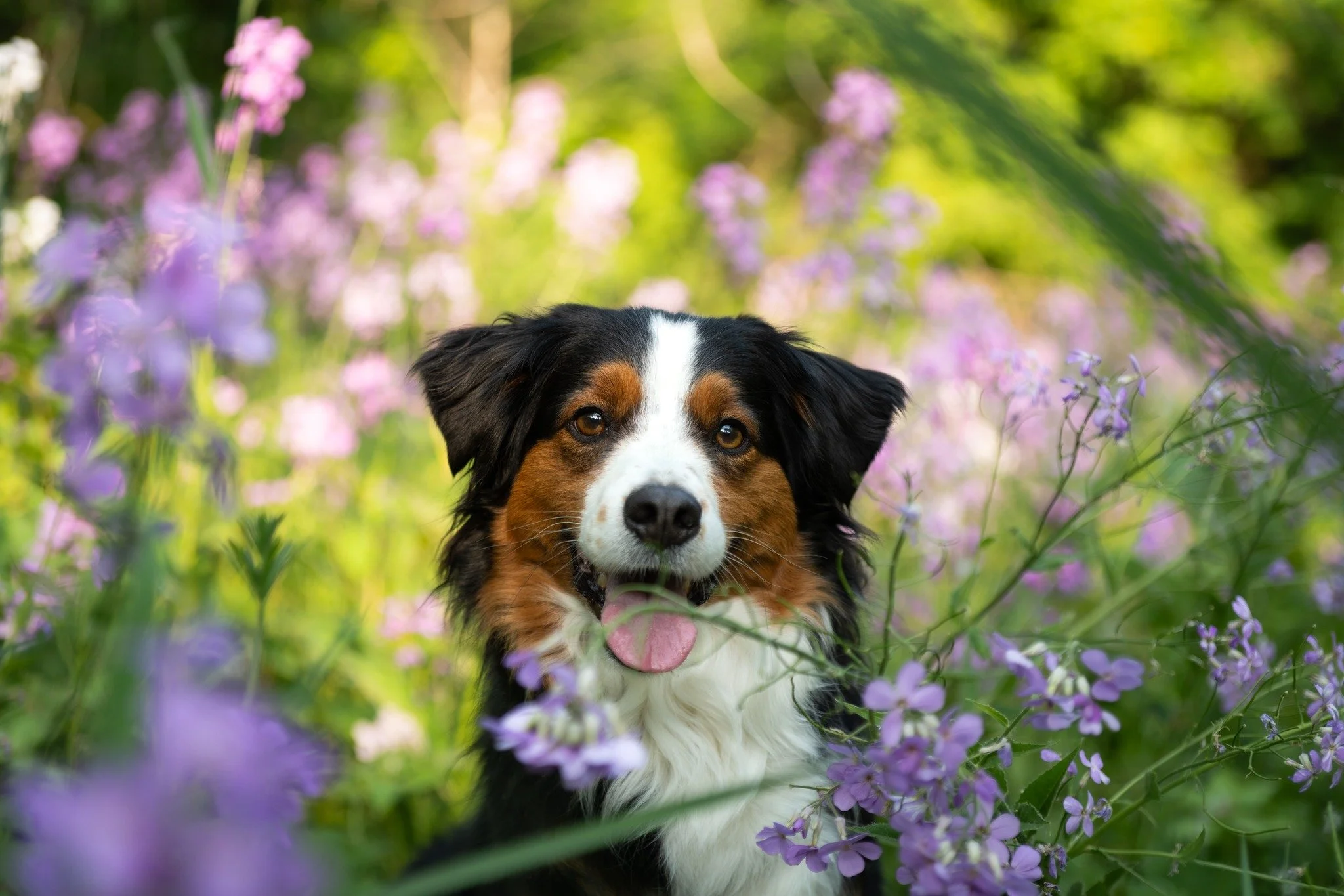 Do you like purple and white?  Of course you do!  I know that @jango.unleashed does.
The phlox are blooming around Waterloo Region right now and its an amazing time over the next couple of weeks to fill your backgrounds with purple and white blooms.
