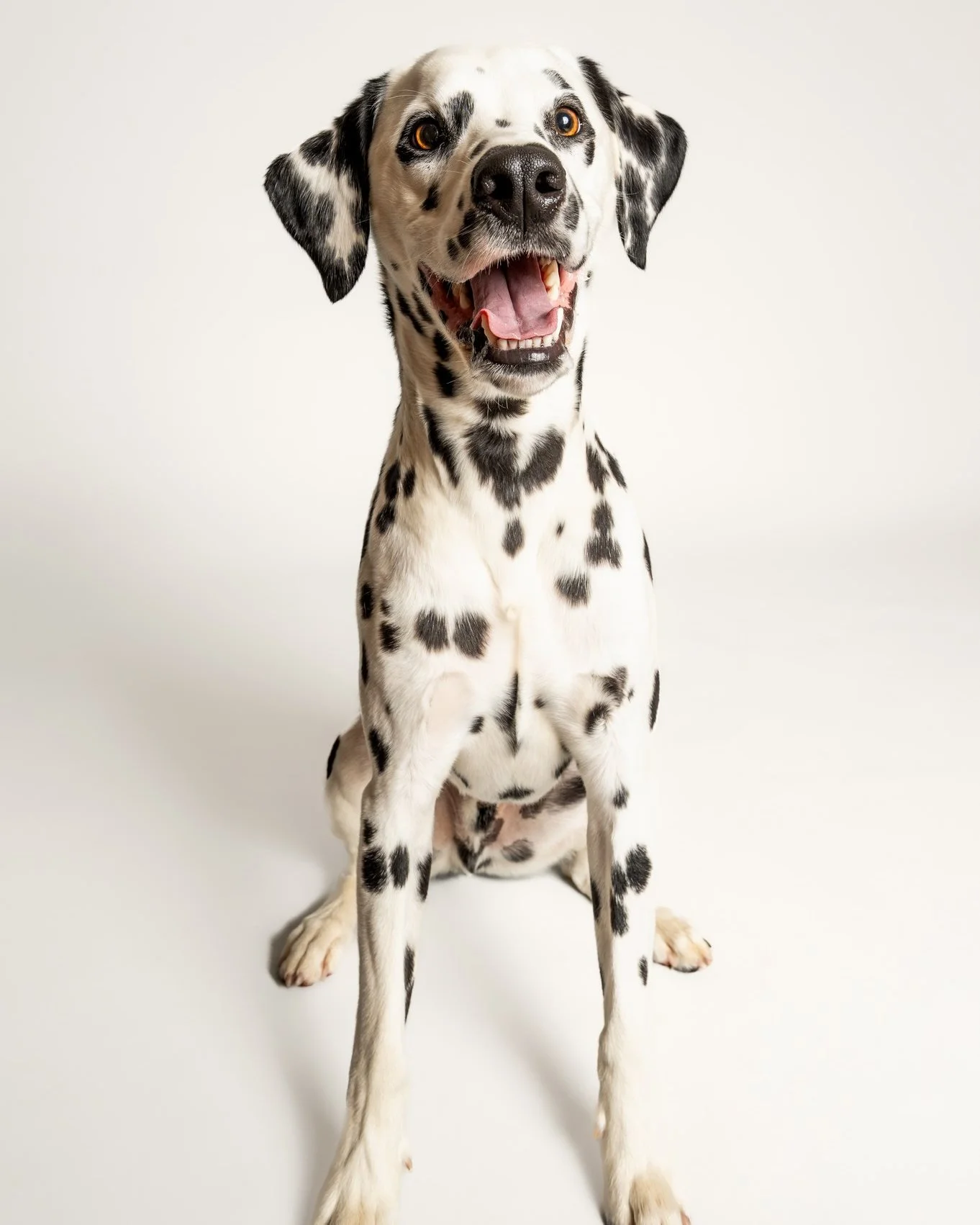 Axle!  Sooooooooooo photogenic!

#photographer #photosession #kwawesome  #pets #dogsofinstagram #dogstagram #dogphotography #dogphotography #dogoftheday #dogmodel, #dogportrait #doglife #puppylove #instadog, #bestwoof #kwawesome  #dalmationsofinstagr