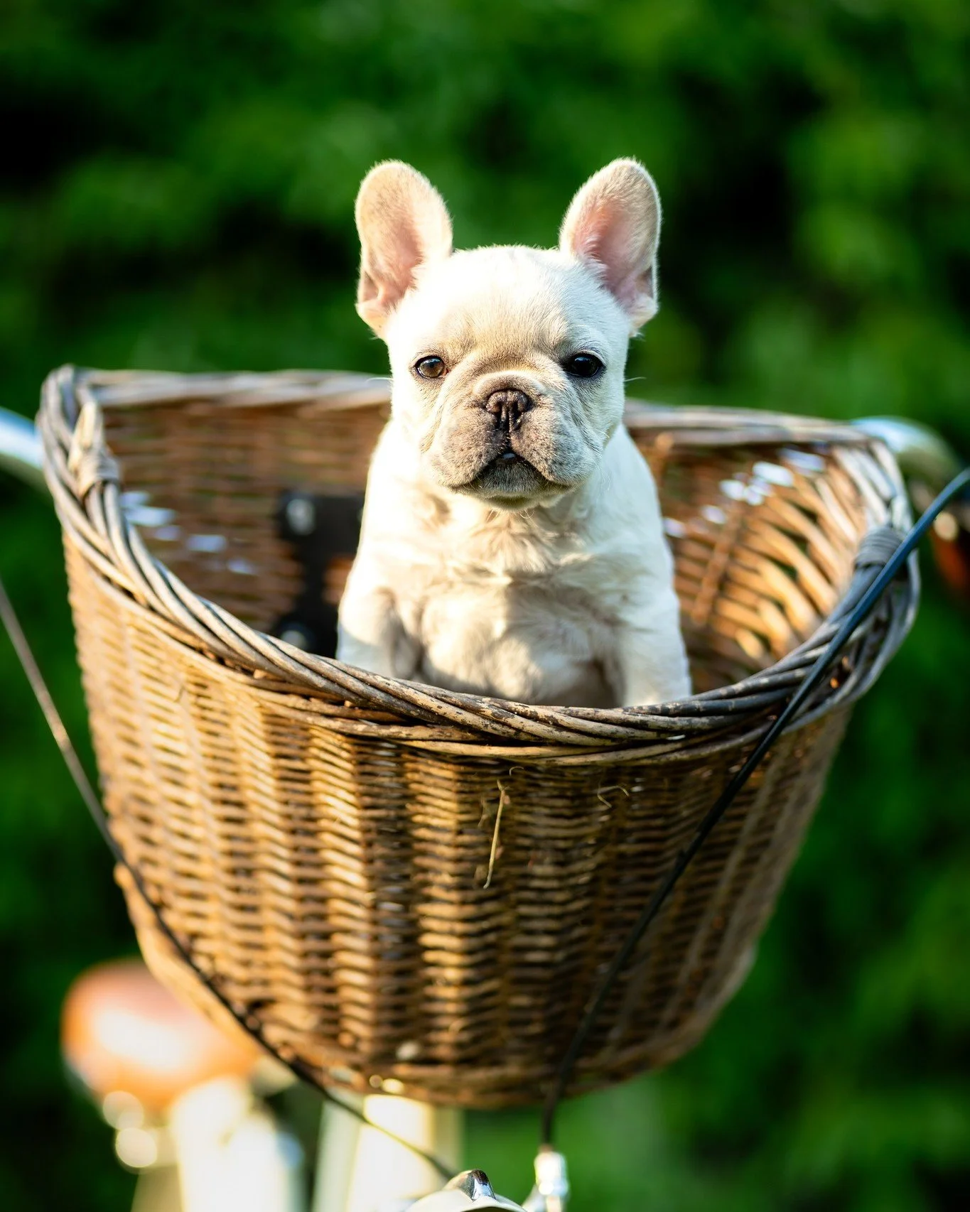 @frogdogz invited me over to do a backyard session with her 3 new Frenchie puppies, and we got some super cute and creative images of the little crew.  My spouse and I often talk about what breed is the cutest puppy.  It's hard to choose just one of 