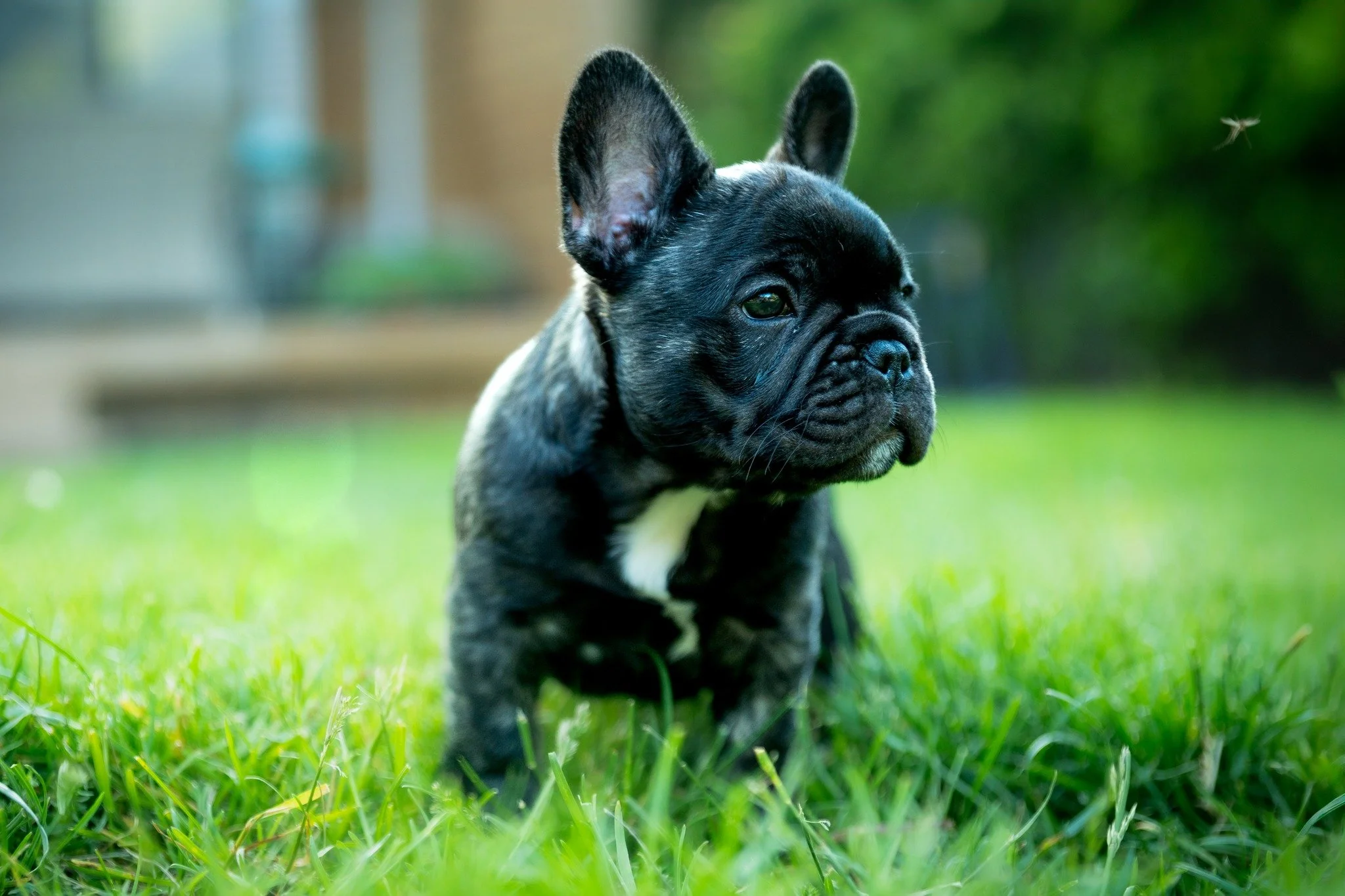 @frogdogz invited me over to do a backyard session with her 3 new Frenchie puppies, and we got some super cute and creative images of the little crew.  This is Thomas enjoying the backyard.

#photographer #photosession #kwawesome  #pets #dogsofinstag