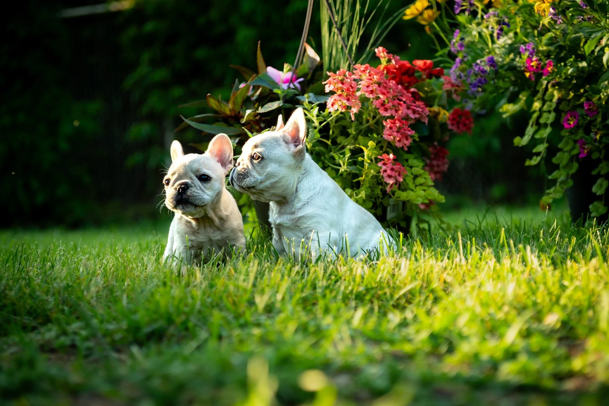 Some more Frenchie love!

#photographer #photosession #kwawesome  #pets #dogsofinstagram #dogstagram #dogphotography #dogphotography #dogoftheday #dogmodel, #dogportrait #doglife #puppylove #instadog, #bestwoof #kwawesome #frenchiegram #frenchbulldog