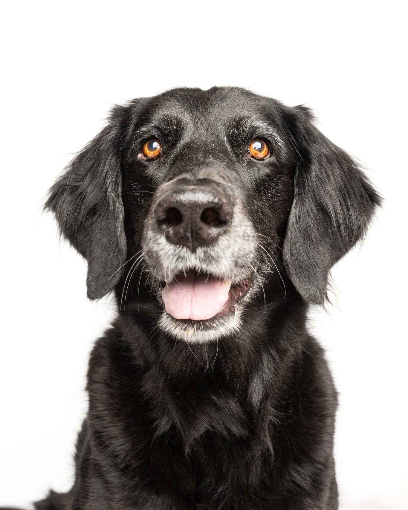 Meet Phoebe.  I shot Phoebe and her housemate in her home and we had a lot of fun with the session.

#photographer #photosession #kwawesome  #pets #dogsofinstagram #dogstagram #dogphotography #dogphotography #dogoftheday #dogmodel, #dogportrait #dogl
