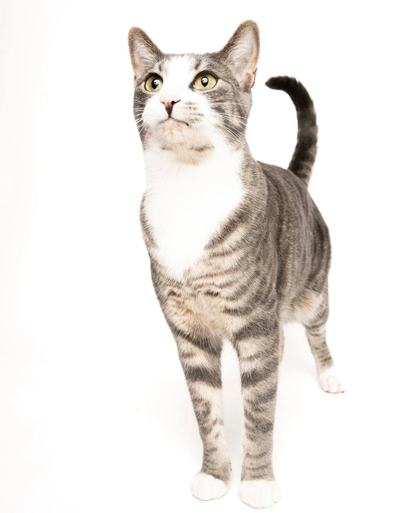 Cat sessions are almost always easier when I do them in the cat's home.  I brought my backdrop and setup to Leo's home, and he did amazing!

#photographer #photosession #kwawesome  #pets #catsofinstagram #catstagram #catphotography #catphotography #c