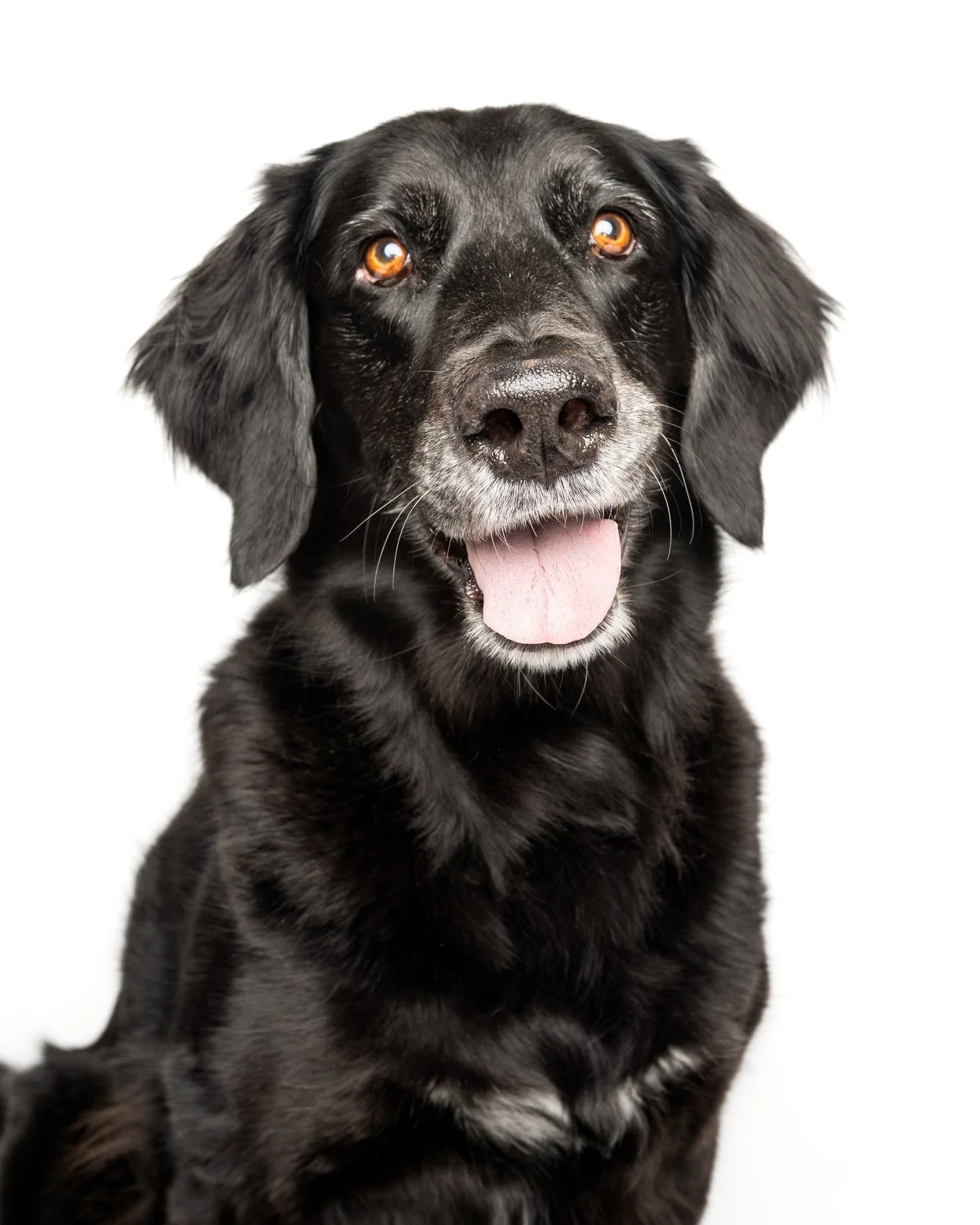 Phoebe!

#photographer #photosession #kwawesome  #pets #dogsofinstagram #dogstagram #dogphotography #dogphotography #dogoftheday #dogmodel, #dogportrait #doglife  #instadog  #kwawesome