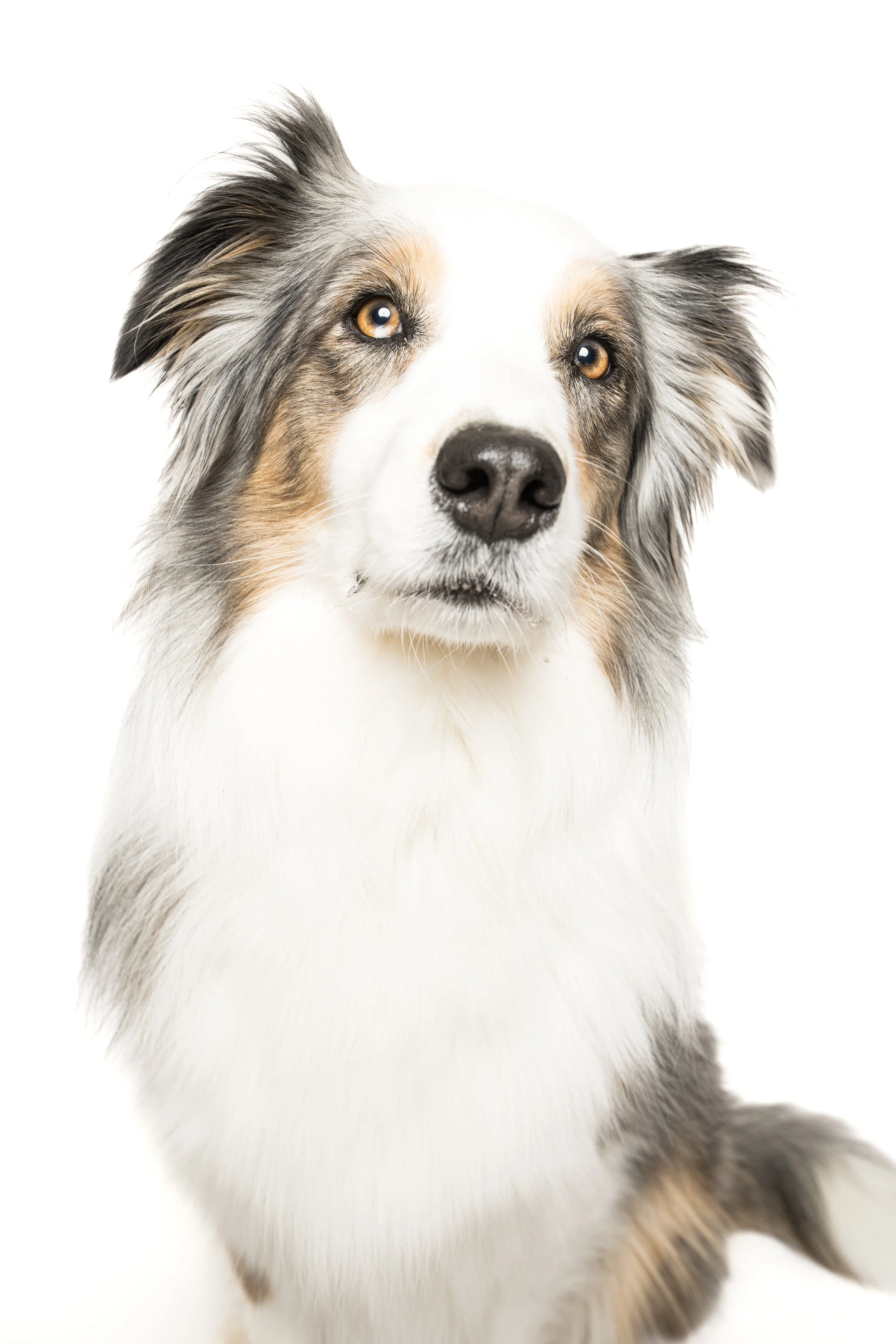 A cute brown French Bulldog puppy playing with a blue and yellow tennis ball on a white background.