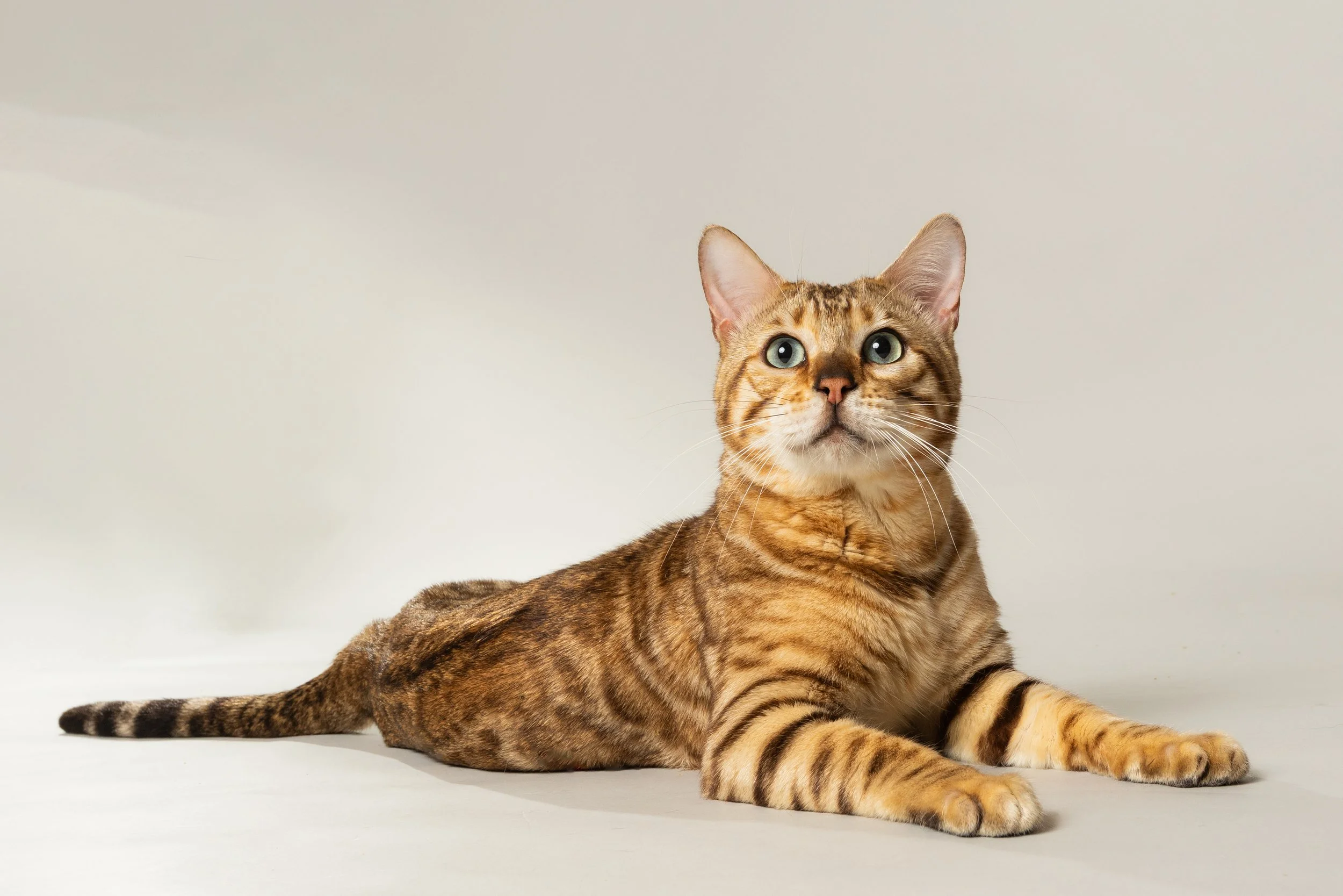 A Bengal cat with a sleek, golden-brown coat and black spots, standing on a plain light-colored background, looking to the right.