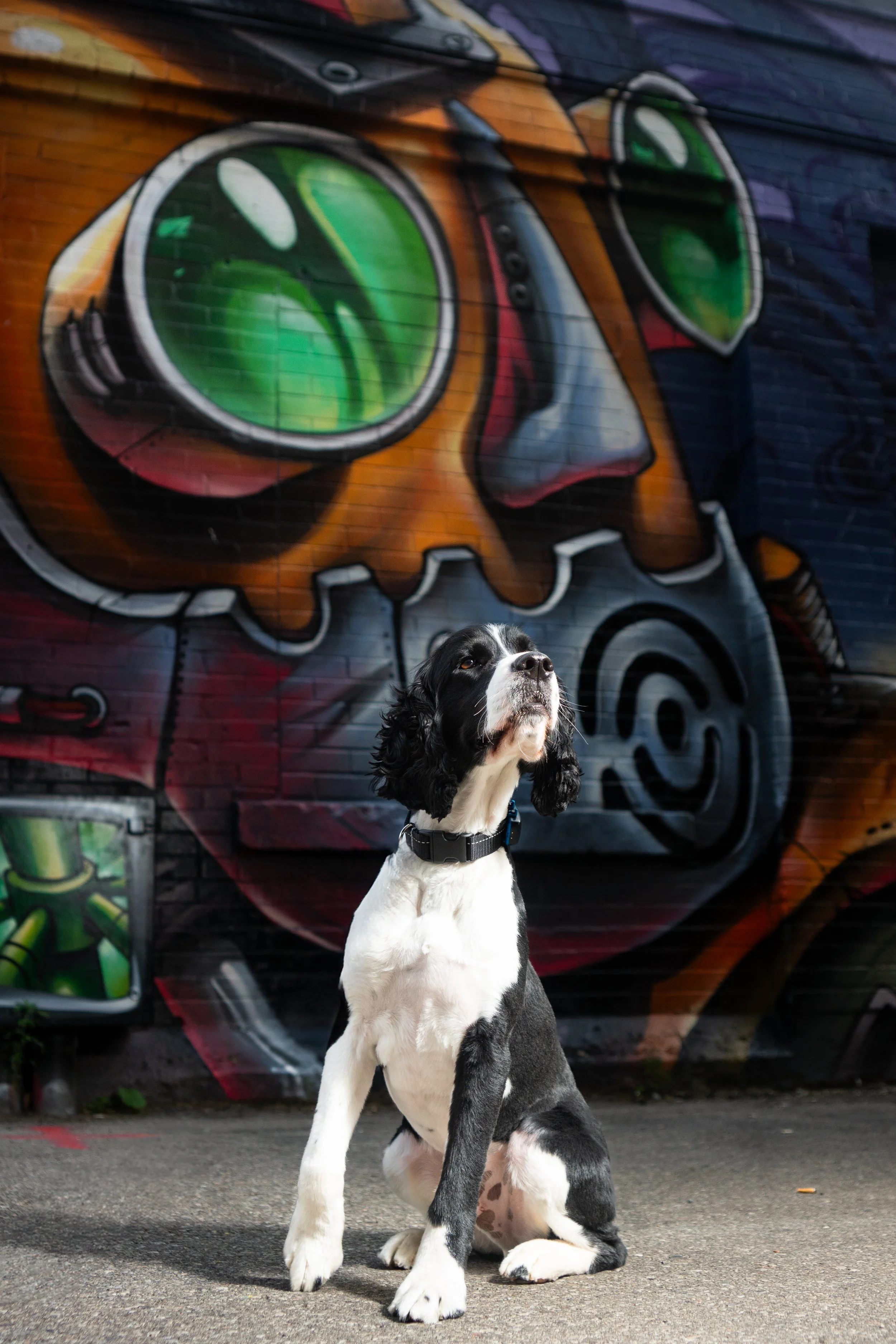 A black and white dog sitting on the street in front of a colorful graffiti mural of a skull wearing green goggles.