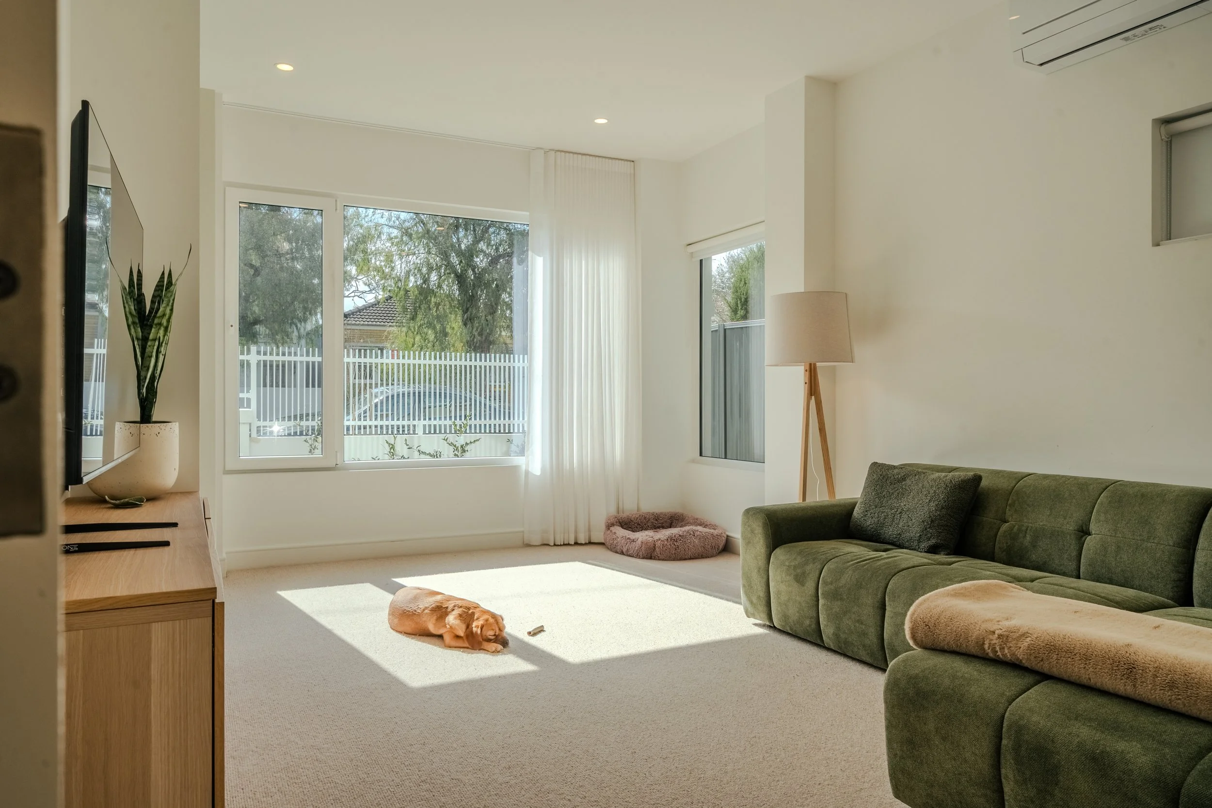 Dog sleeping on the floor in a bright Sydney living room