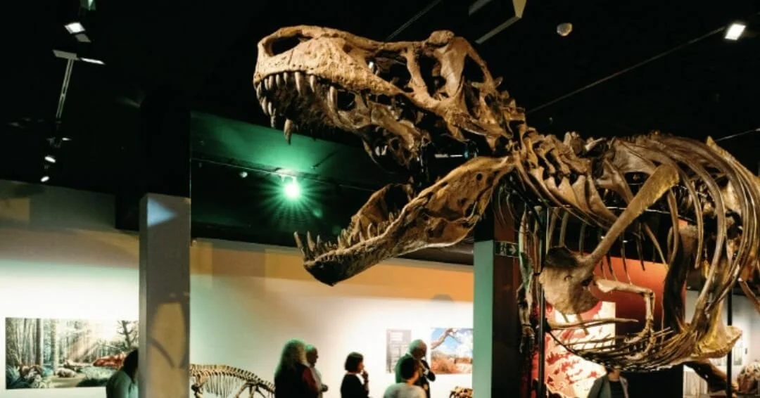 South Australian Museum