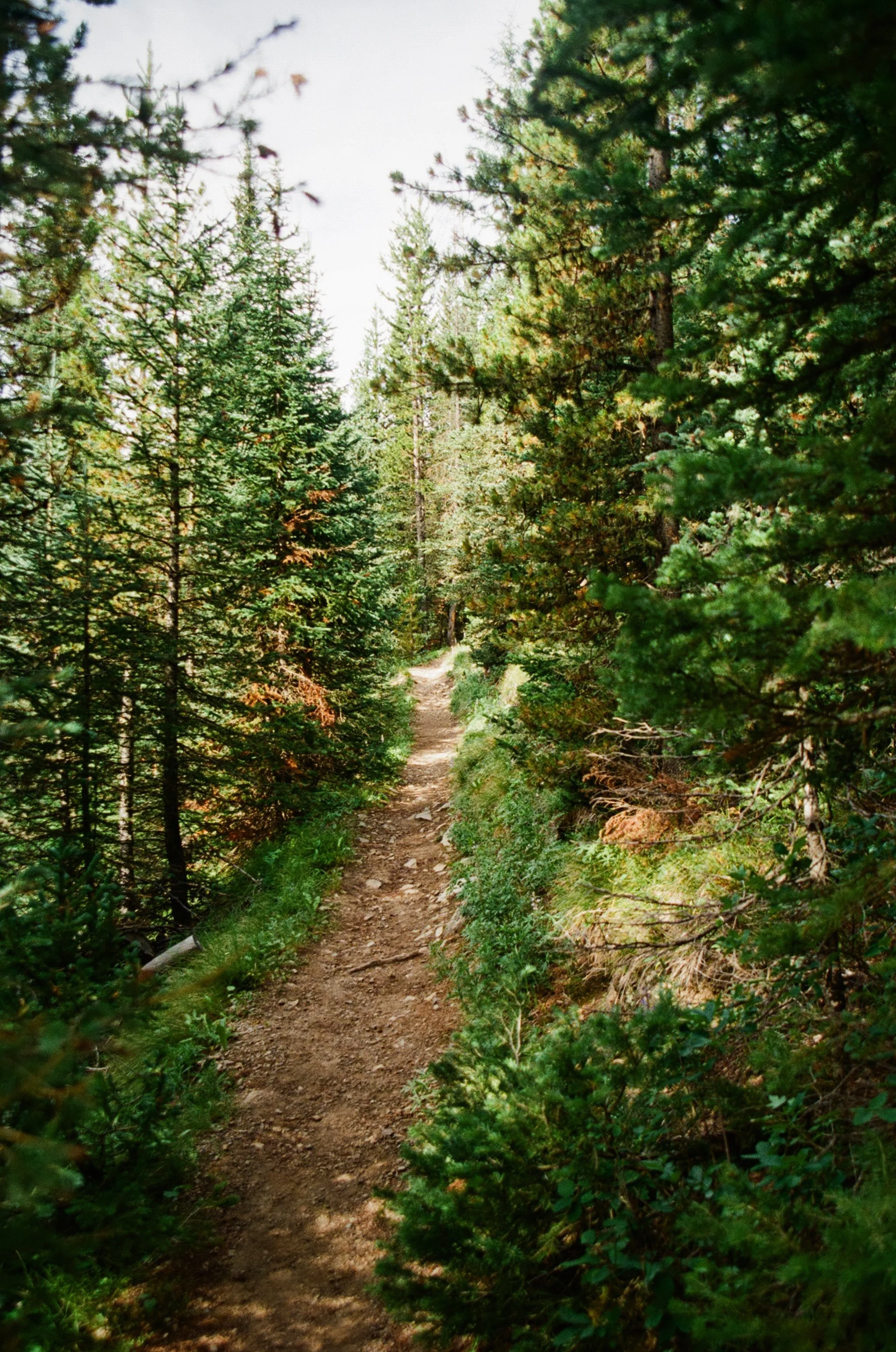 A dirt trail winds through a dense forest of tall green pine trees under a bright sky.