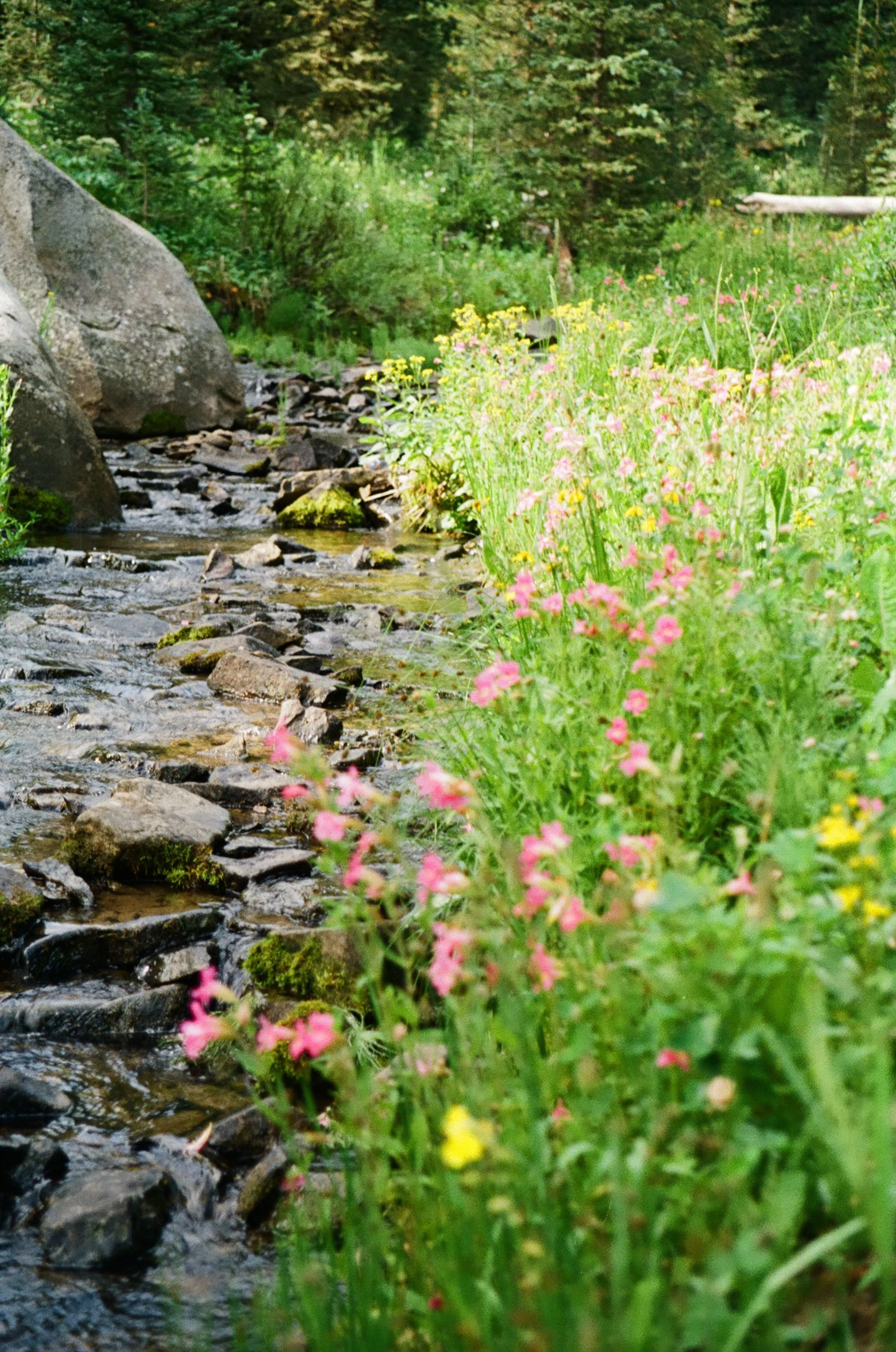 A small creek flowing through a lush, green forest with wildflowers along the bank.