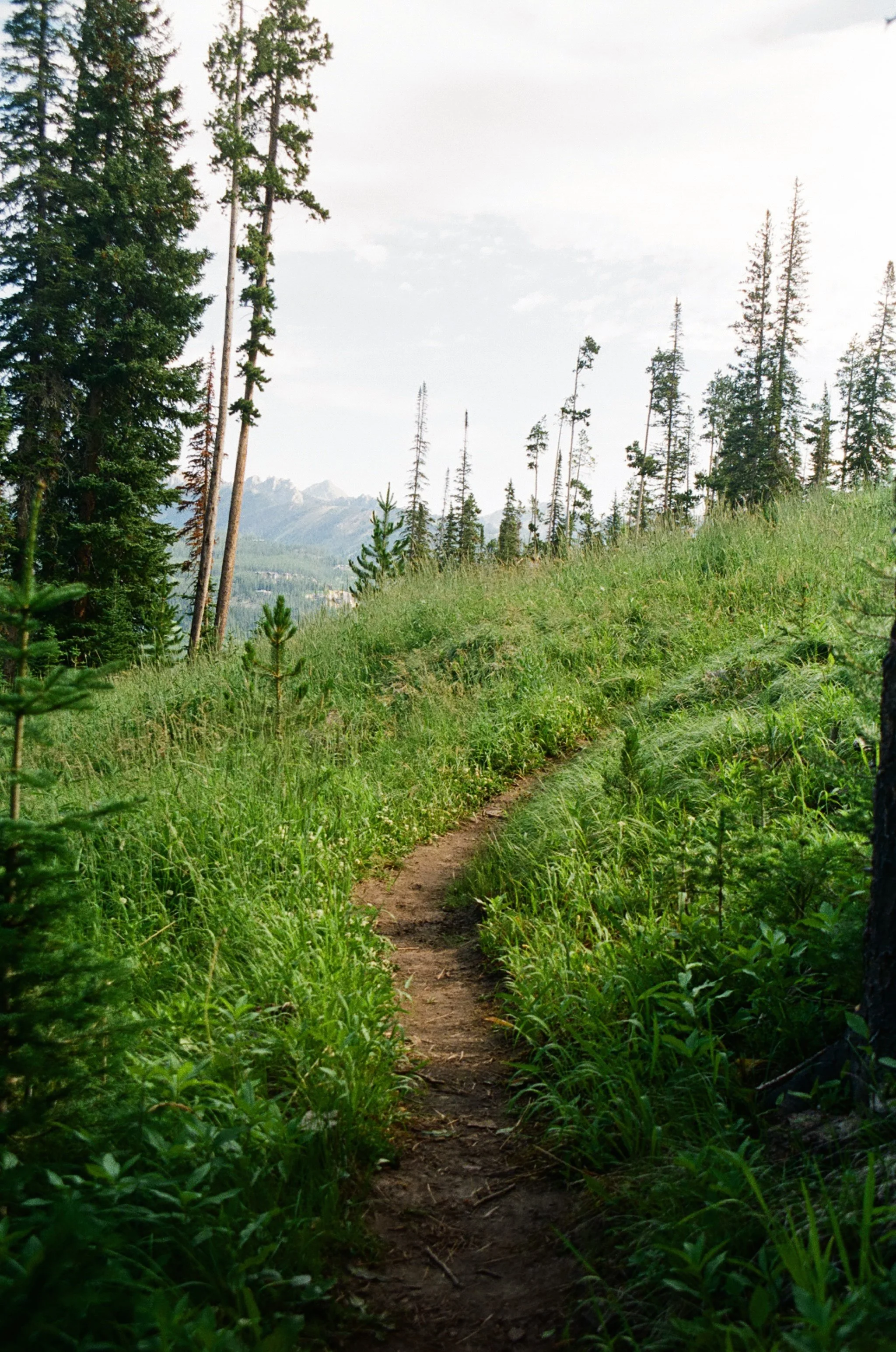 Thimbleberry Trail