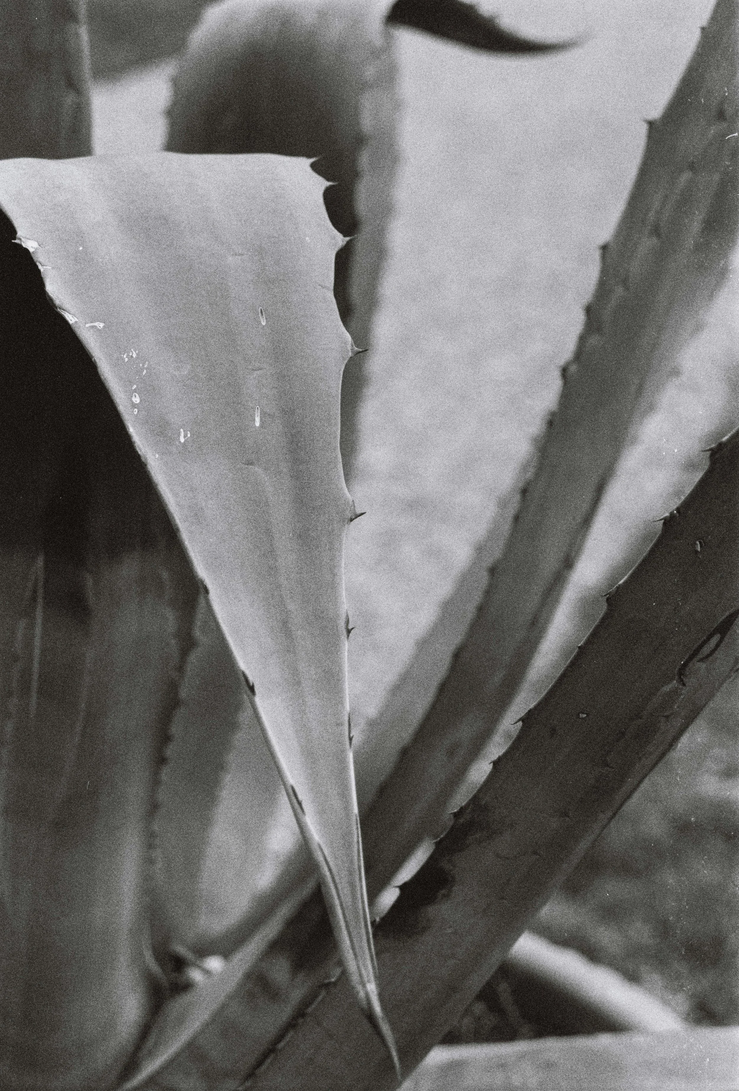 Close-up black and white photo of aloe vera plants with thick, spiky leaves, some with small water droplets on them.
