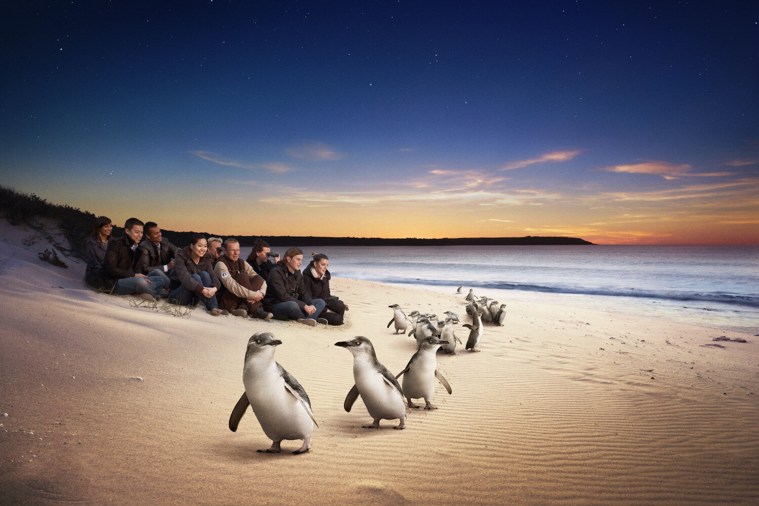 Penguin Parade | Caravan & Holiday Park | Amaroo Holiday Park | Phillip Island