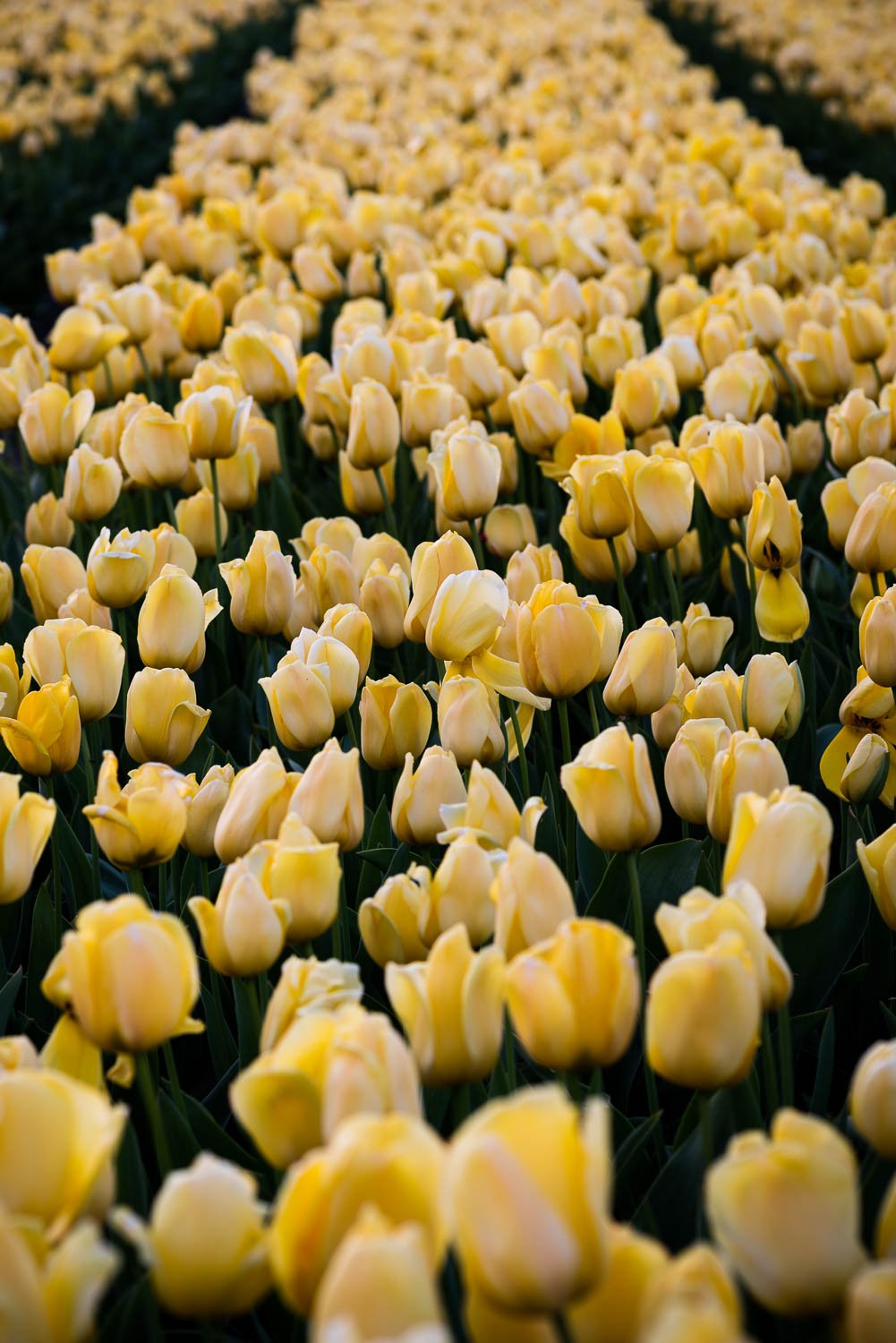 Tulips Moments1.jpg