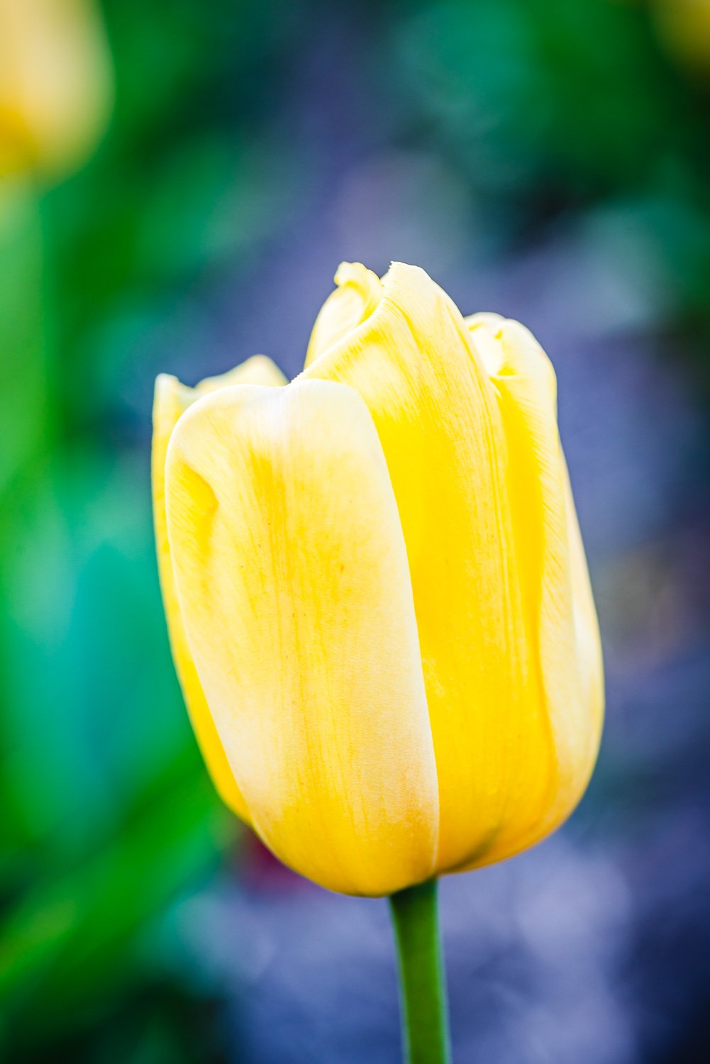 Tulips Moments2.jpg