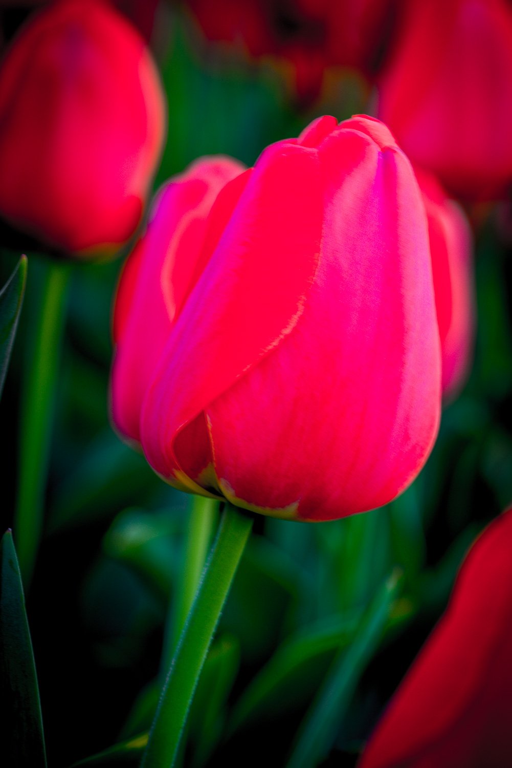 Tulips Moments3.jpg