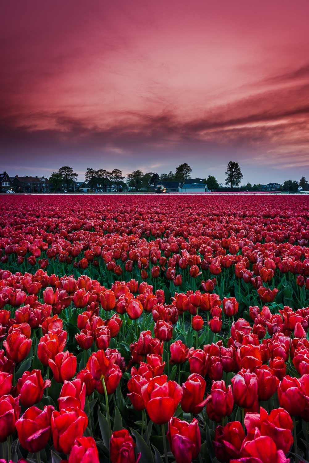 Tulips Moments5.jpg