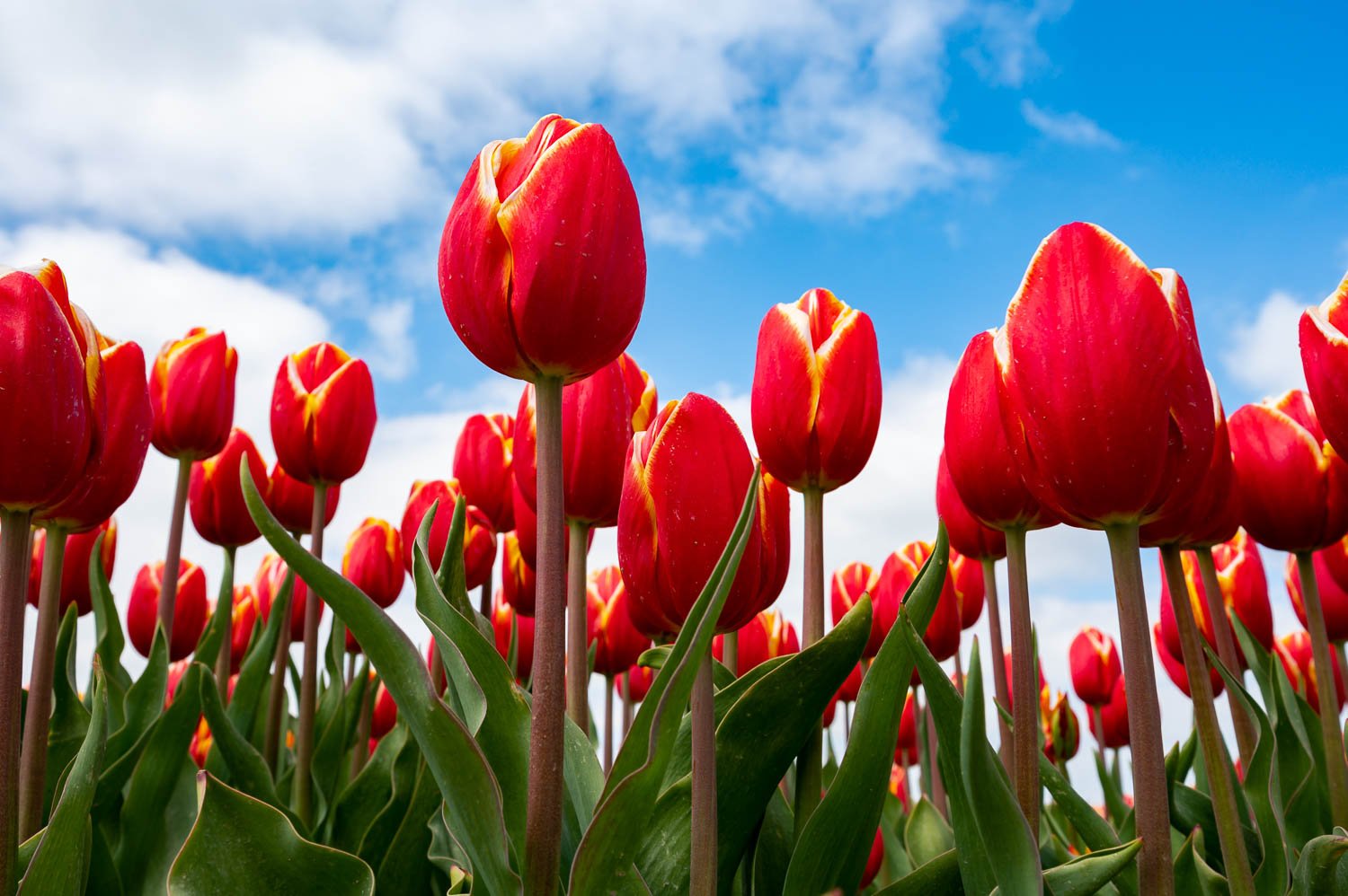 Tulip bulbs production industry, red tulip flowers fields in blo
