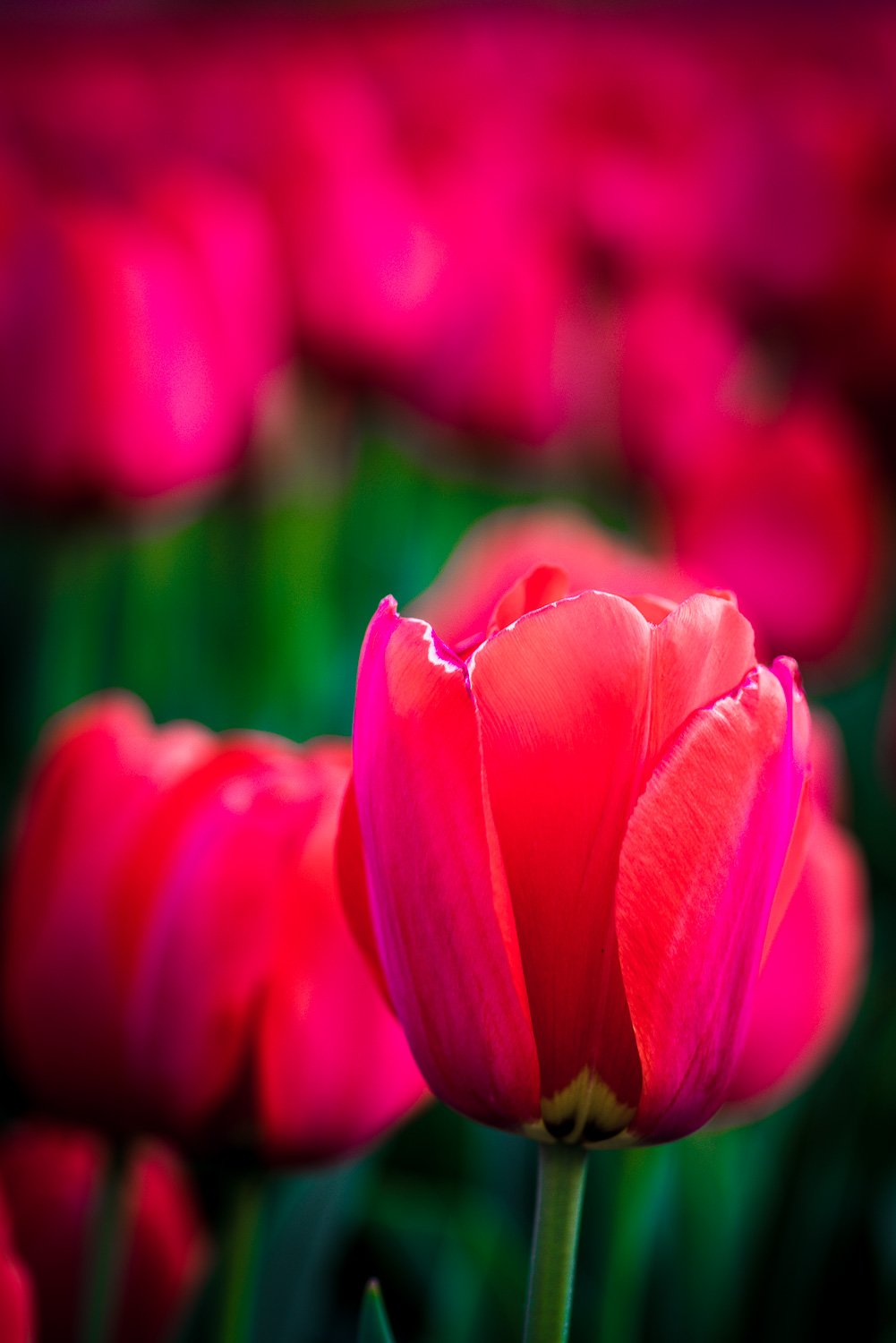 Tulips Moments4.jpg