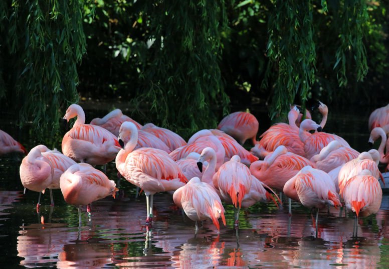 chil-flamingo33r_preview-1.jpg