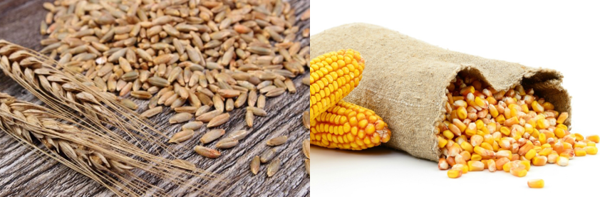 Rye and corn.png