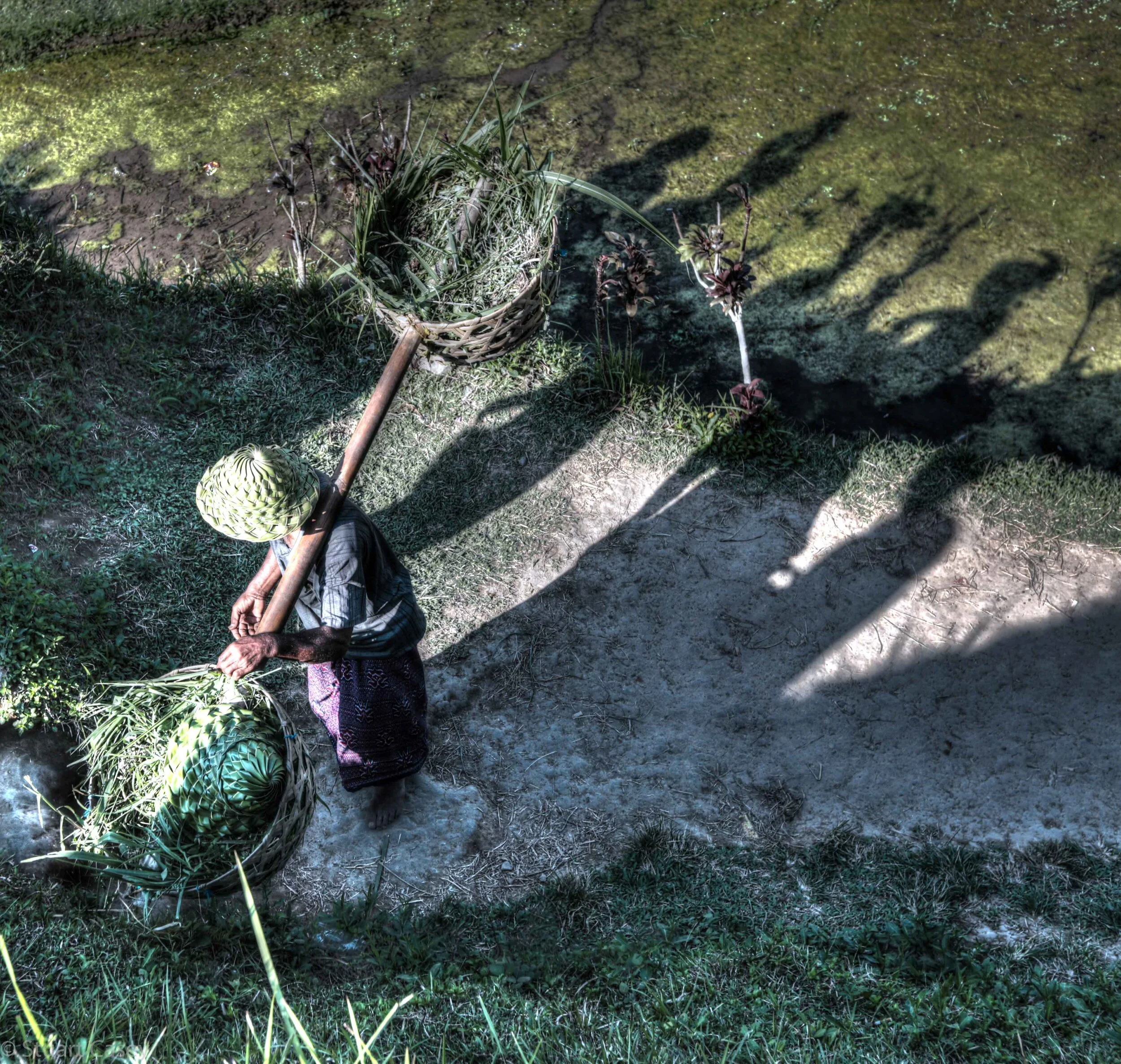  Rice fields, Bali 
