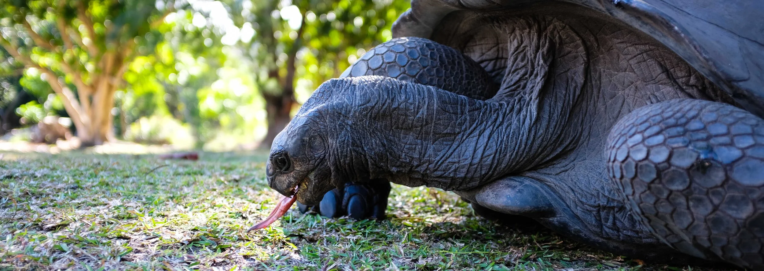  Giant Turtle, Seychelles 